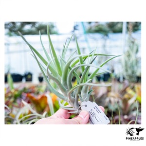 Tillandsia sp. nova.