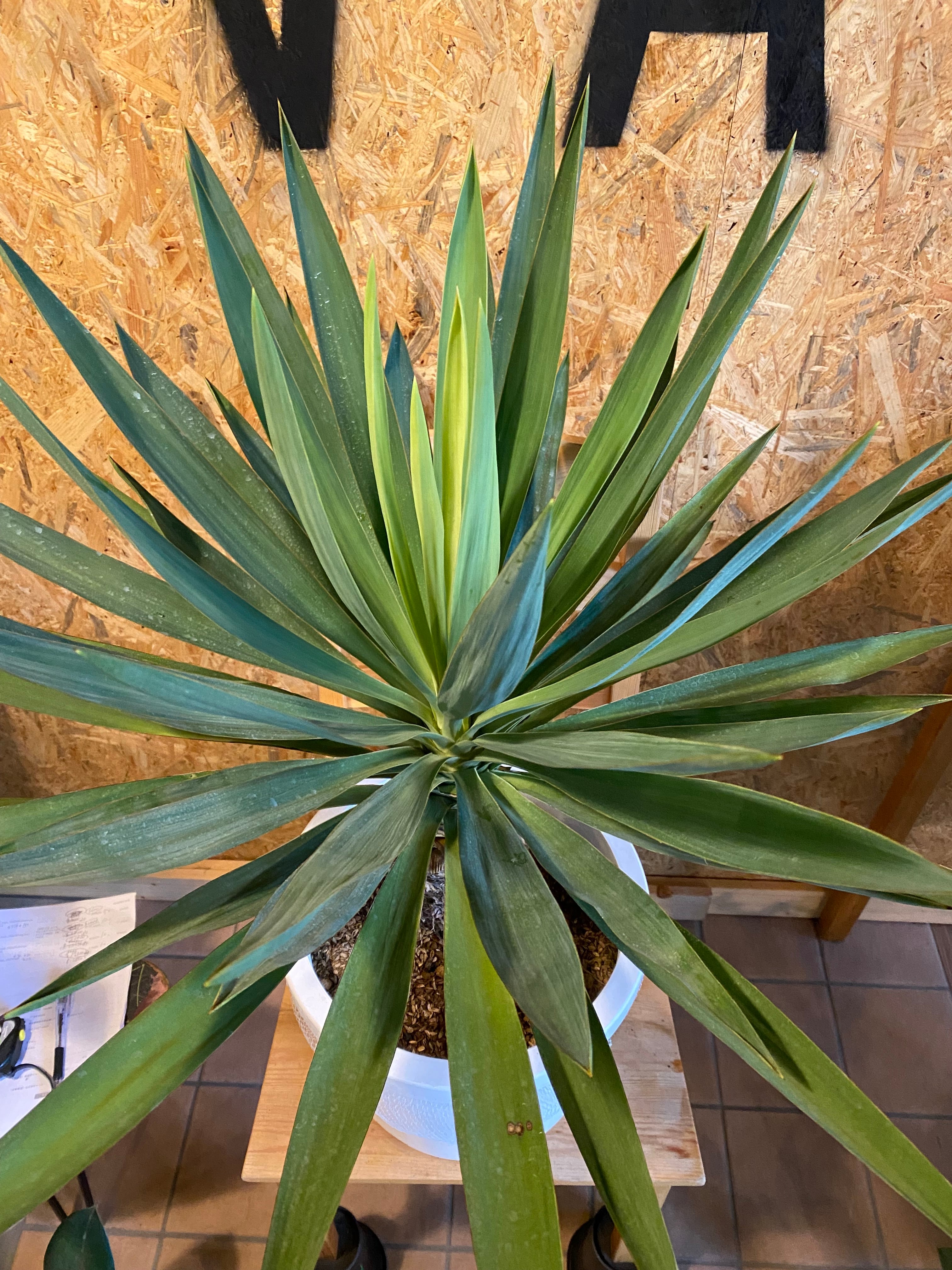 ユッカ グロリオサ 本体60cm W 80cm 口径26cm | Garden Varejo ユッカ グロリオサ 本体60cm W 80cm 口径26cm | Garden Varejo