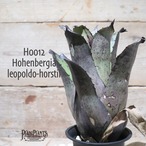 【送料無料】 Hohenbergia leopoldo-horstii〔ホヘンベルギア〕現品発送H0012