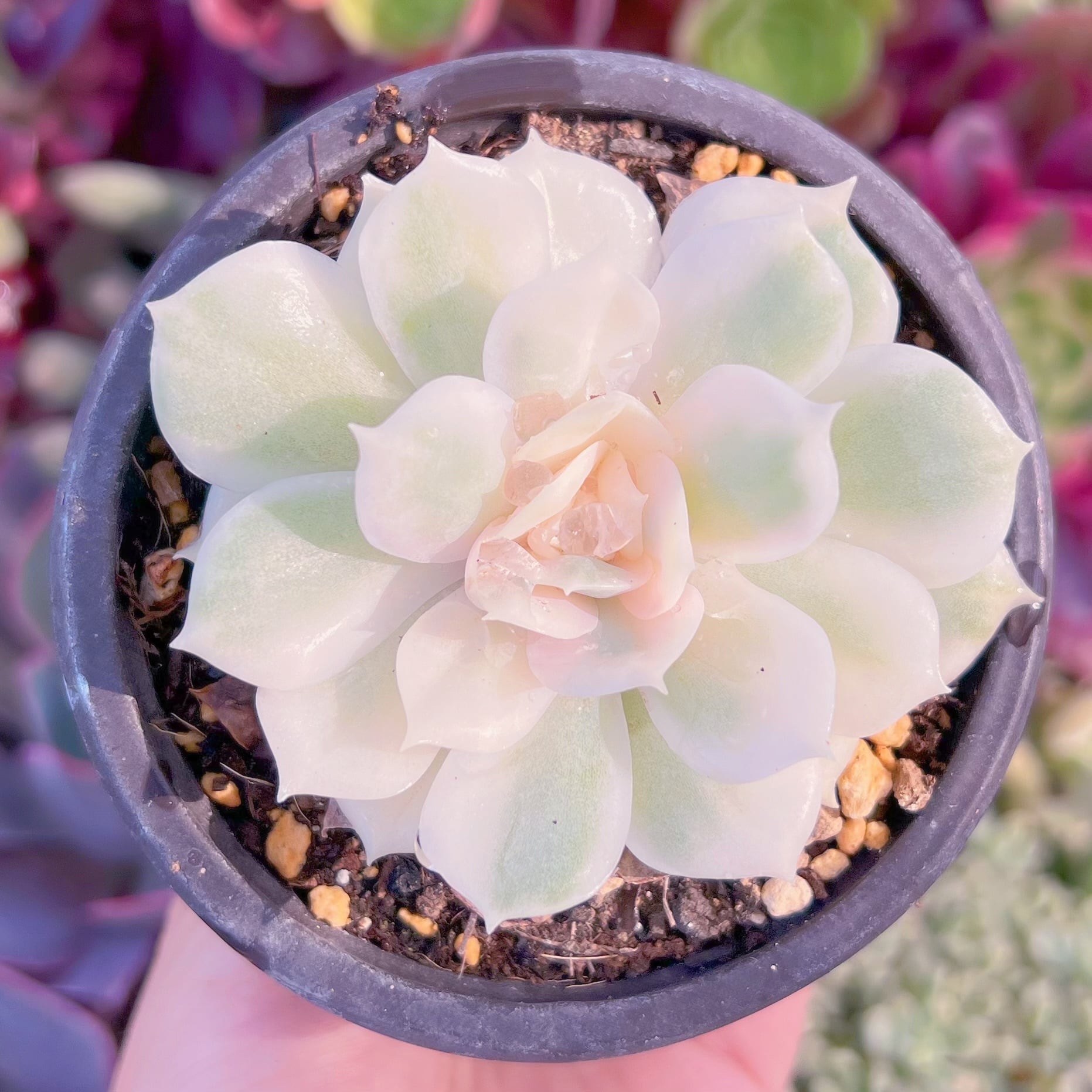 現品　オンスロー錦#F238　古株　るる農園