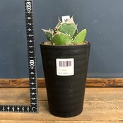 アガベ チタノタ 南アフリカダイヤモンド(SAD)【524】