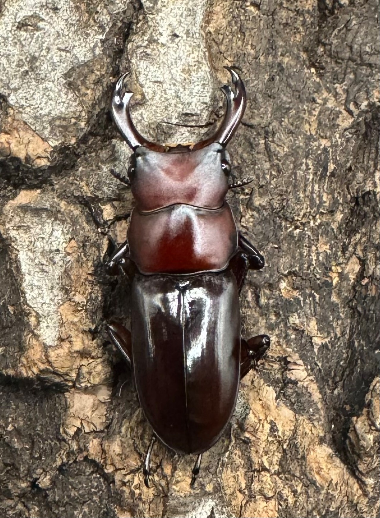 《モートゥオセスジ原名亜種 ♂♀♀♀》