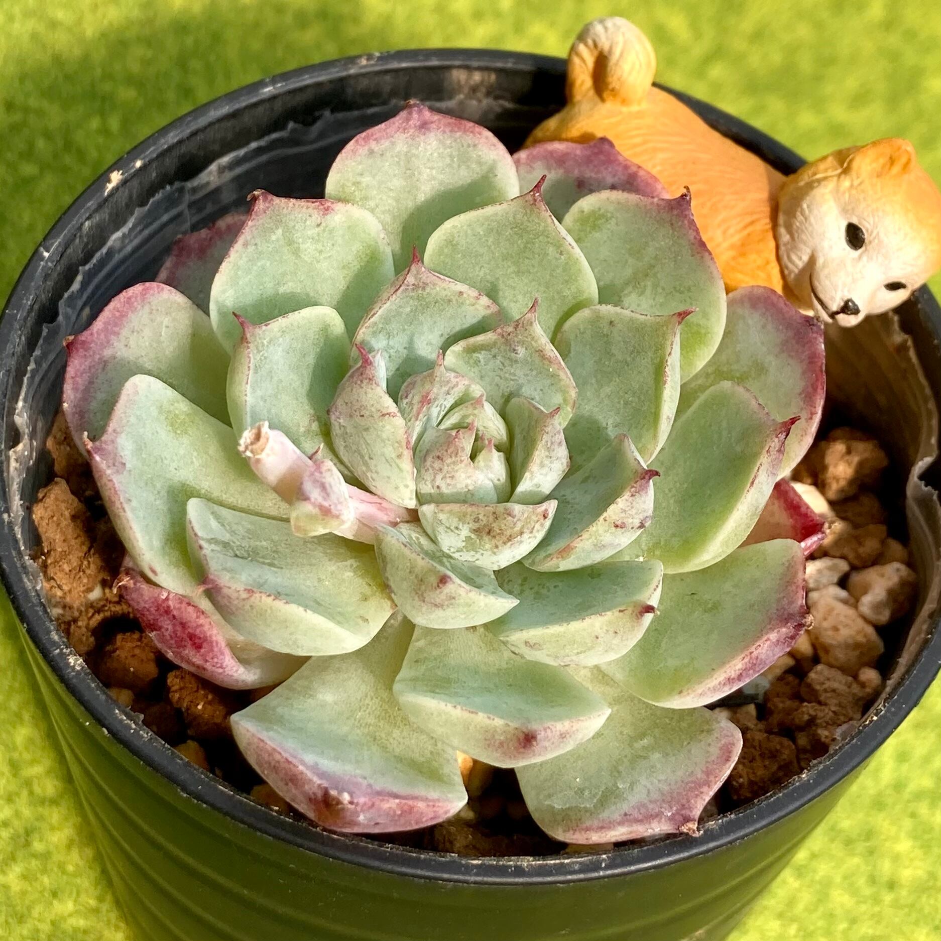 M0801 M057 254ティチュバンズ錦6個 韓国多肉植物 8 12発送 Echeveria エケベリア 岡山在庫 韓国苗 最大52 オフ 韓国苗 M0801 M057 254ティチュバンズ錦6個 韓国多肉植物 8 12発送 Echeveria エケベリア 岡山在庫 韓国苗 最大52 オフ 韓国苗