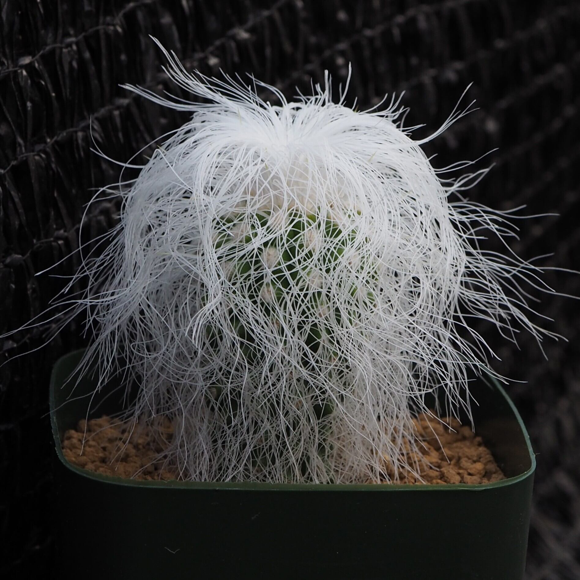 綾波モンスト Echinocactus texensis f. monst. 実生 エキノカクタス属