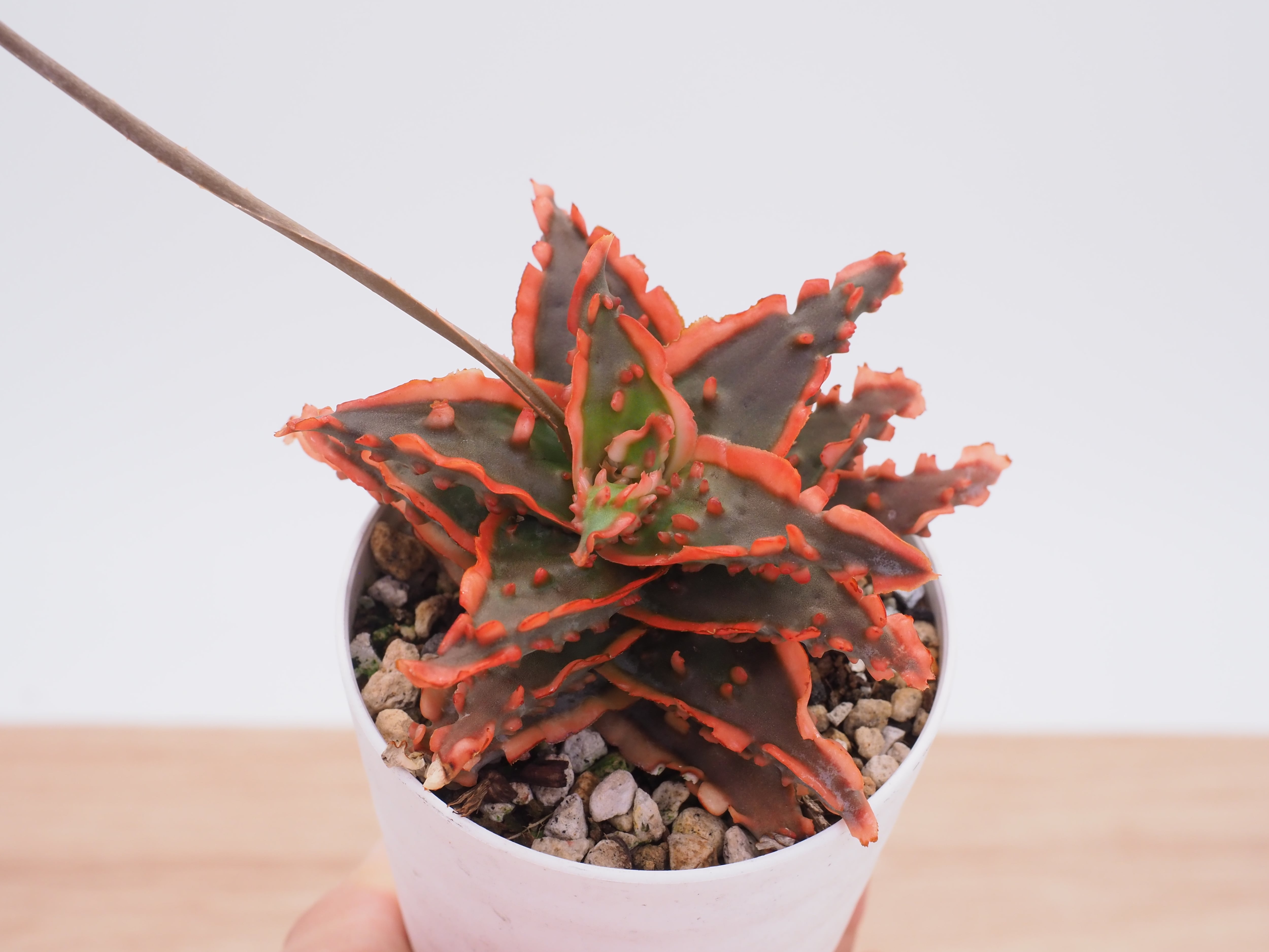 アロエ | THE CORE