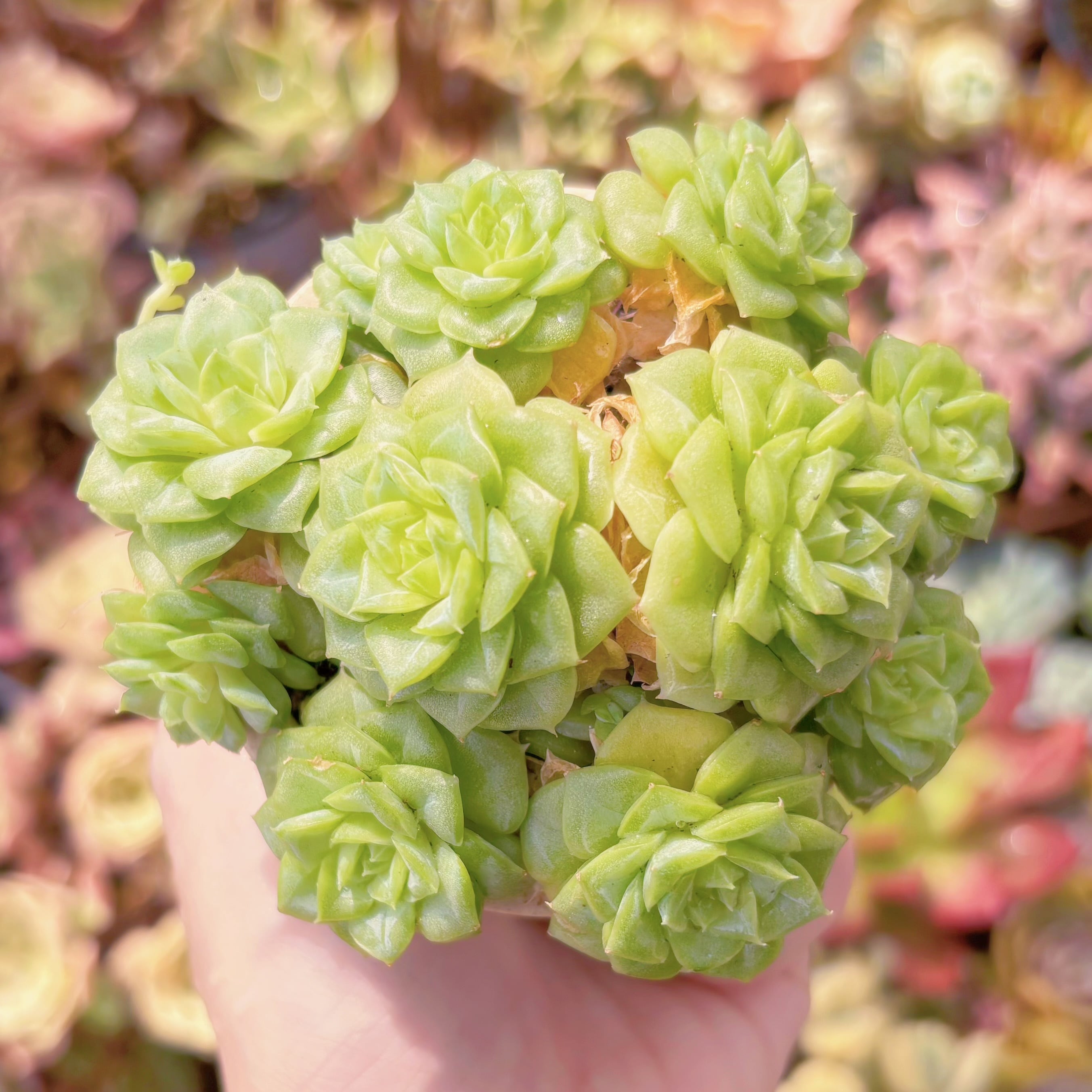 多肉植物　ホワイトスワン　群生　新入荷　るる農園