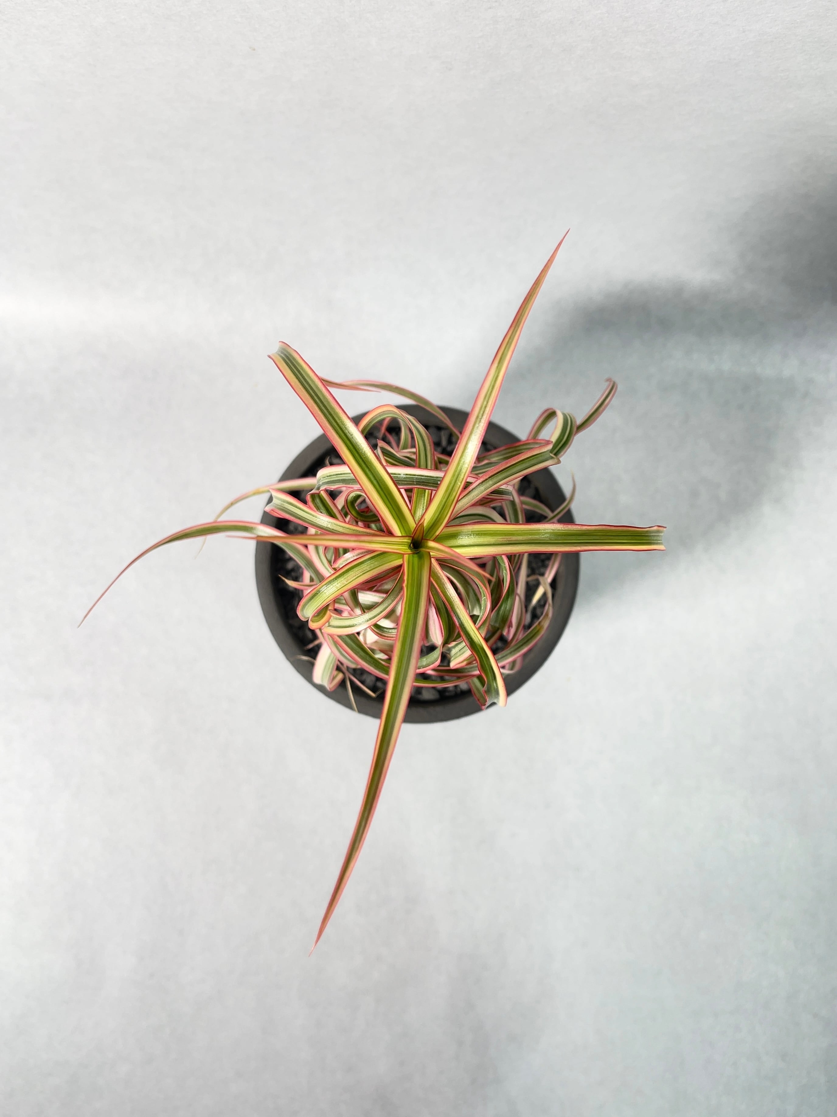 ドラセナ・キュンティ | trigger