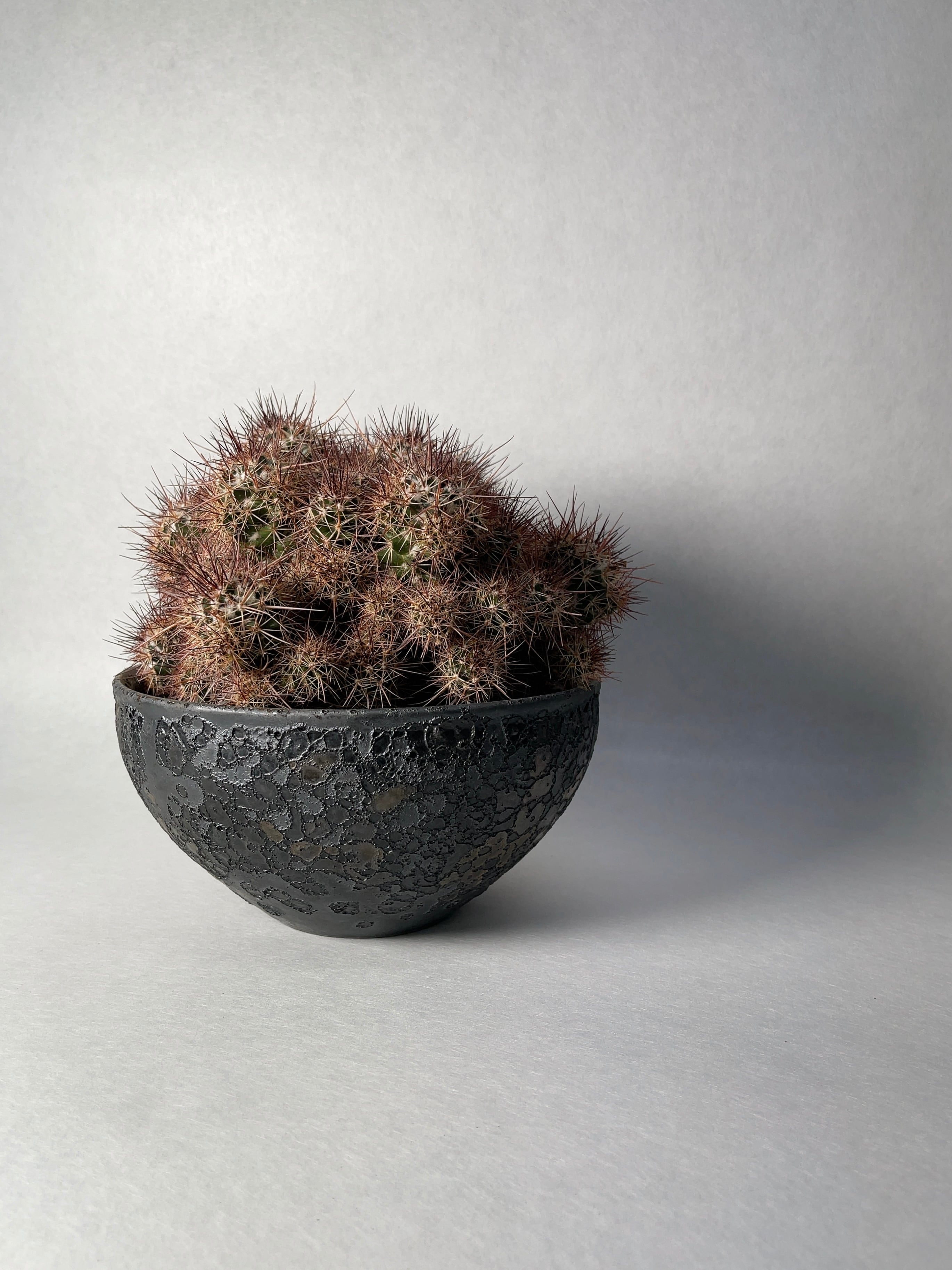【美株】マミラリア 大福丸 国内実生 陶器鉢入 塊根植物 サボテン コーデックス サボテン マミラリア ペルベラ 大福丸 3号(1鉢) | チャーム