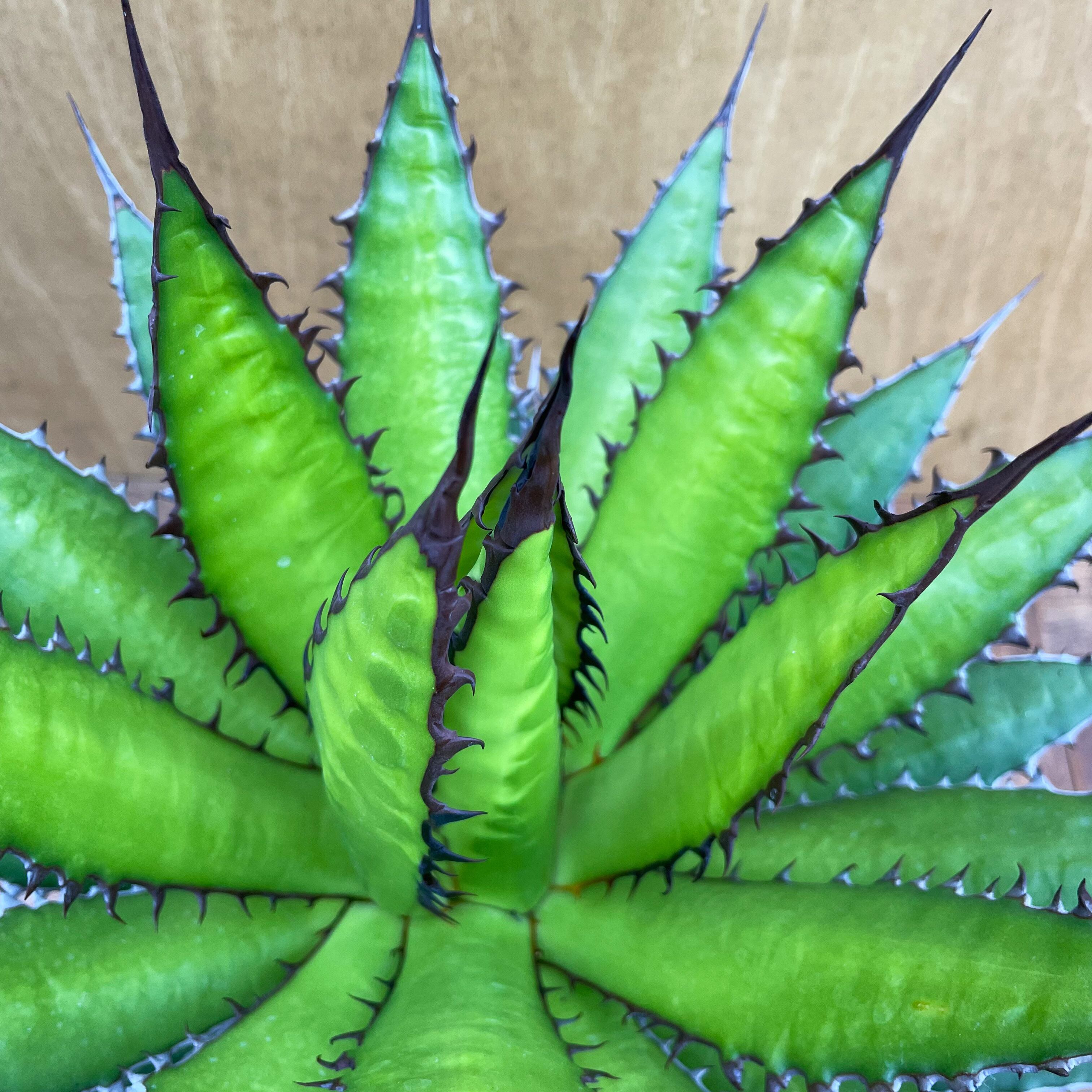 アガベ ホリダ Agave horrida Agave horrida【アガベ・ホリダ】 | RIMO'S GREEN 【Saboten & Succulent】