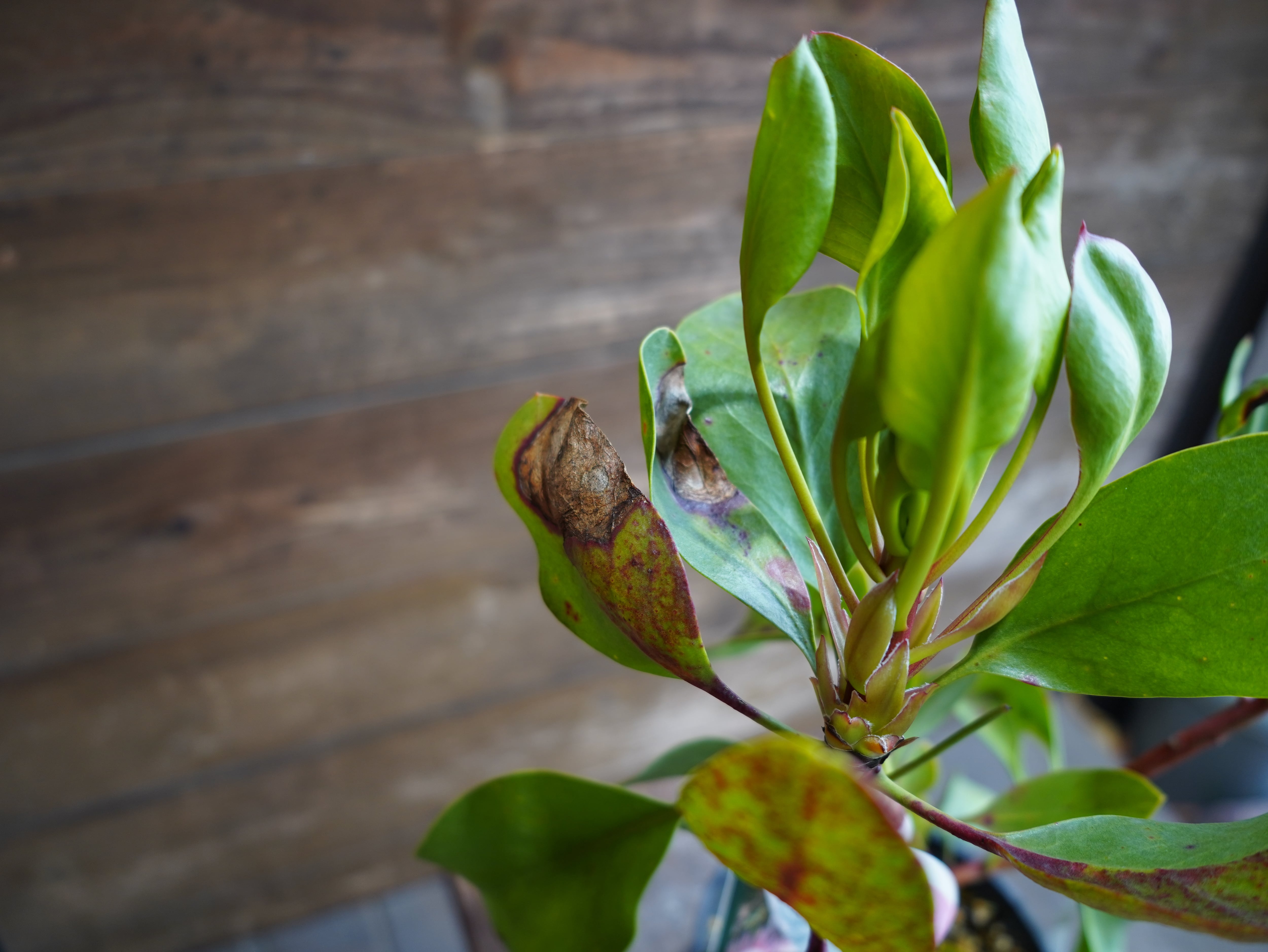 【現物】プロテア ・ シナロイデス「スプリング」