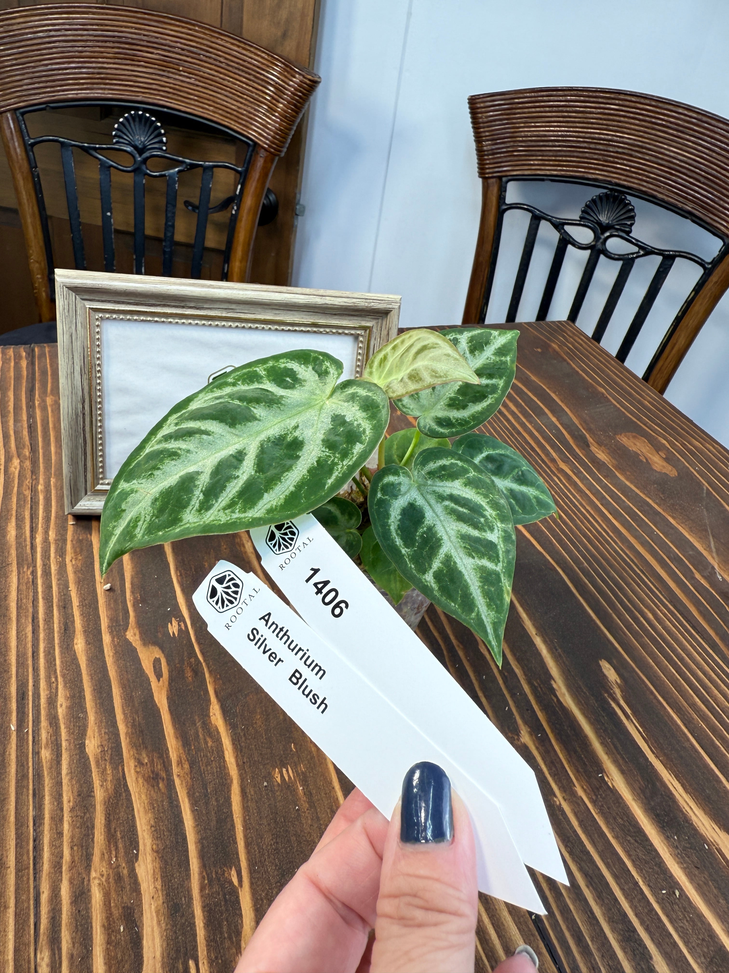 その他 | ROOTALPLANTS