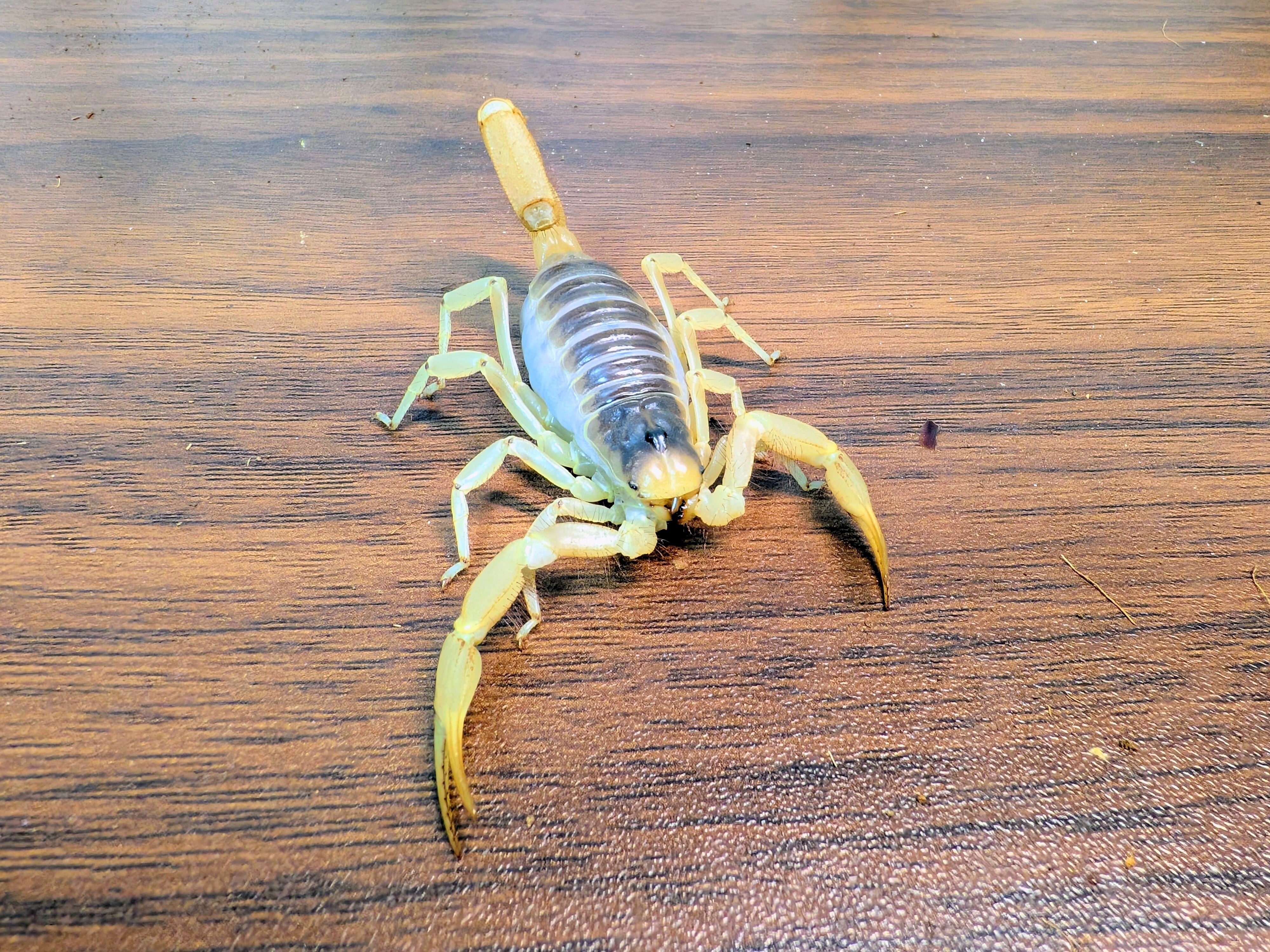 サソリ | BUG.st