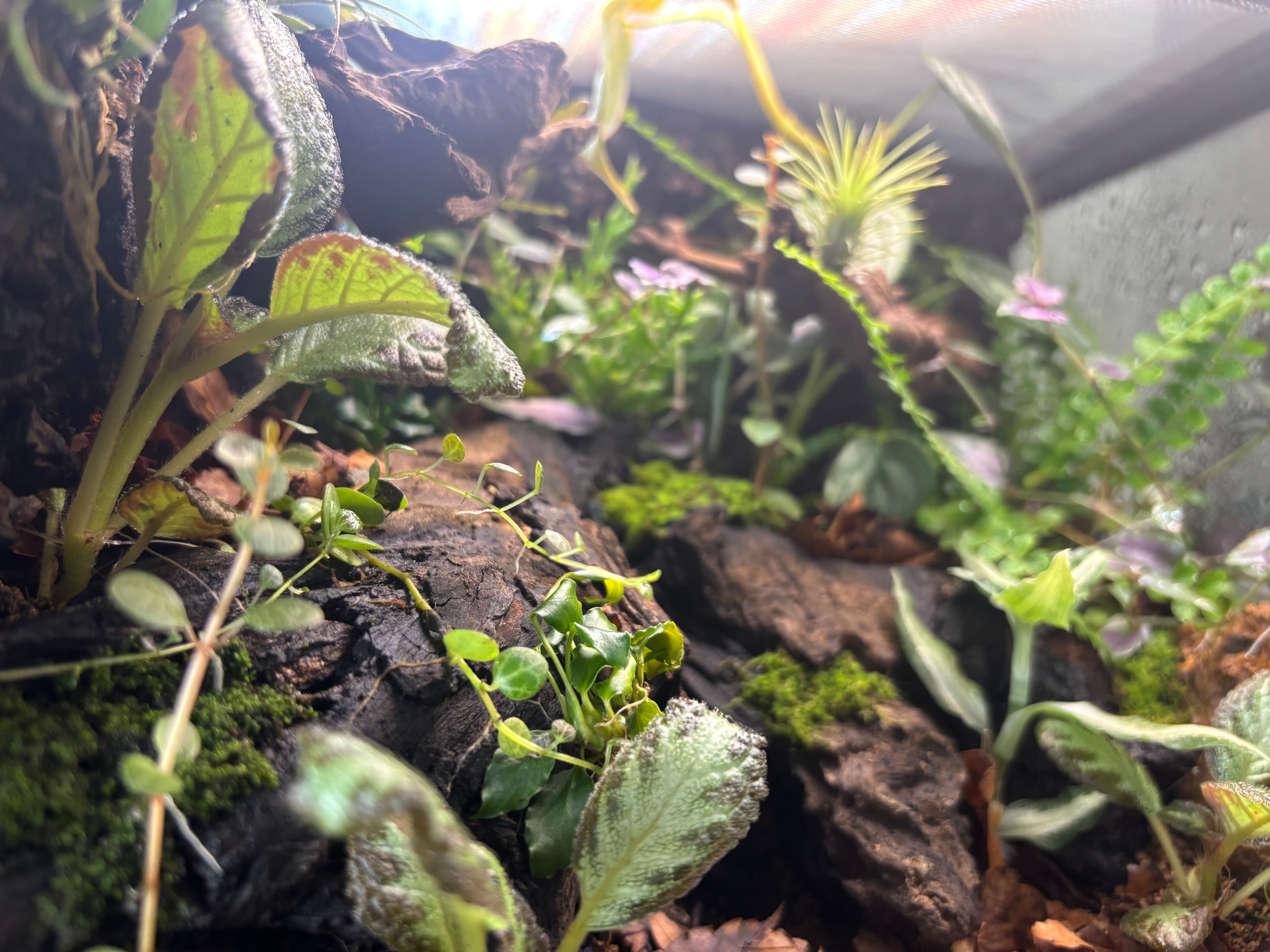 旧グラステラリウム3030 多湿系ビバリウム | SCALE_VIVARIUM | 蝉