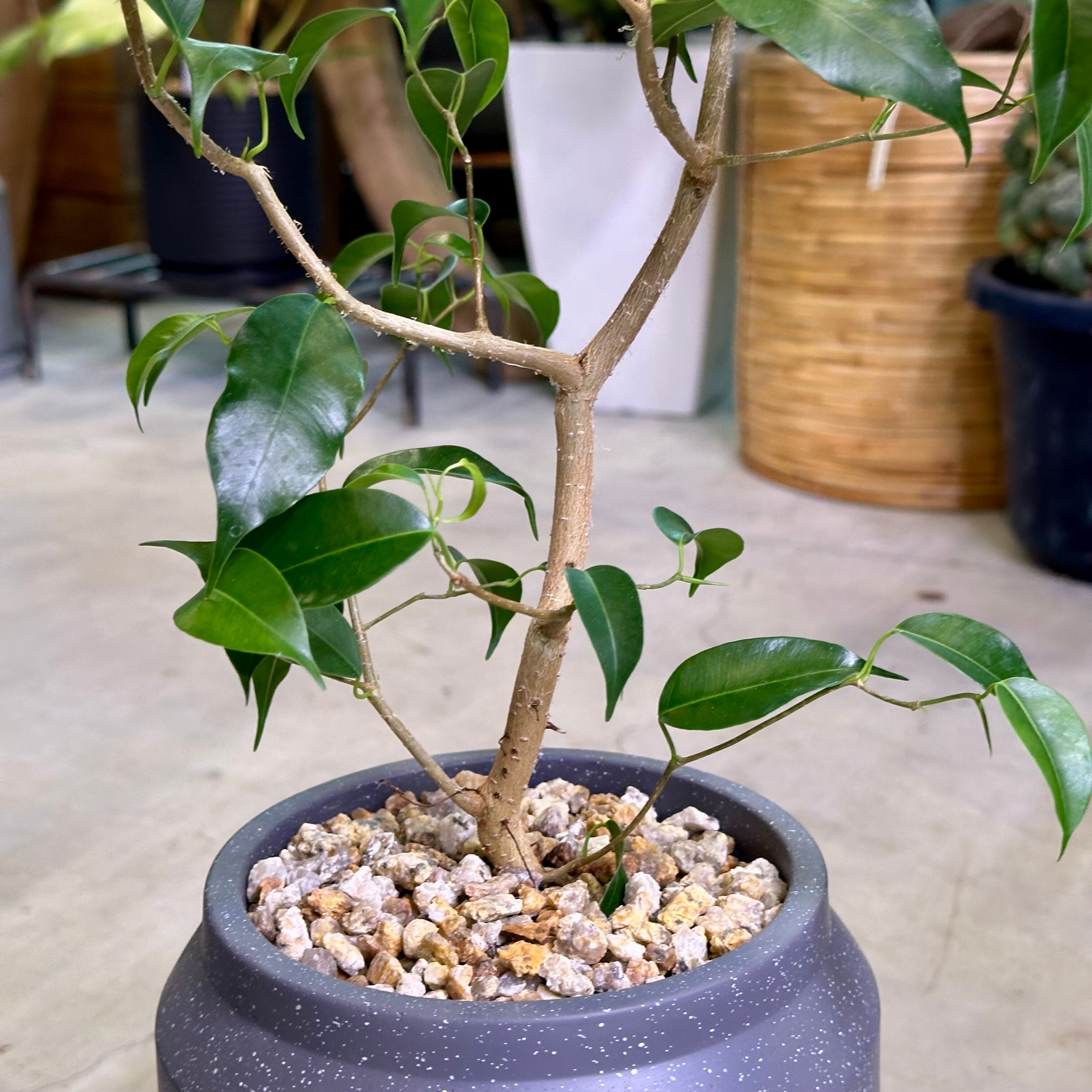 フィカス・ウィアンディ | barrelplants_BONSAI