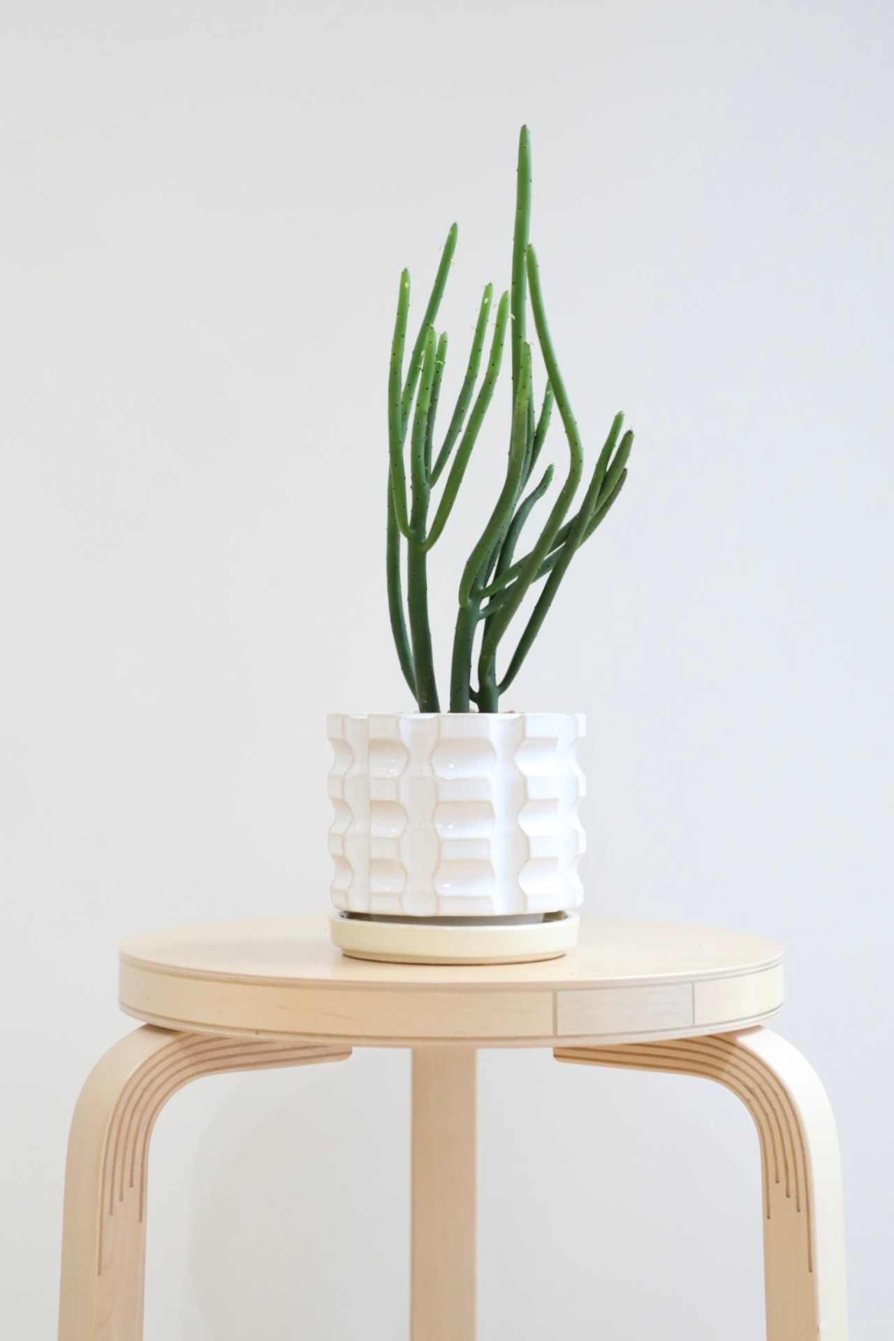 【M】ユーフォルビア オンコクラータ/Euphorbia 　※陶器鉢付き