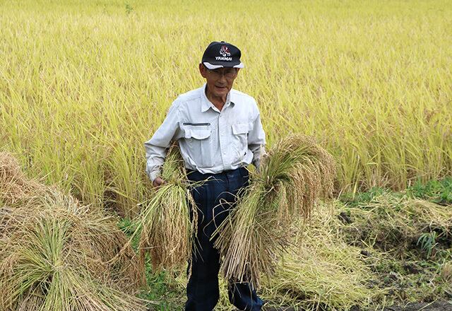 令和7年度産 新米 会津産コシヒカリ 60kgまとめて購入（特典付き