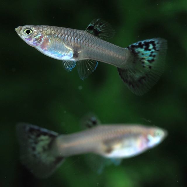 【セール】キングコブラ　2ペア