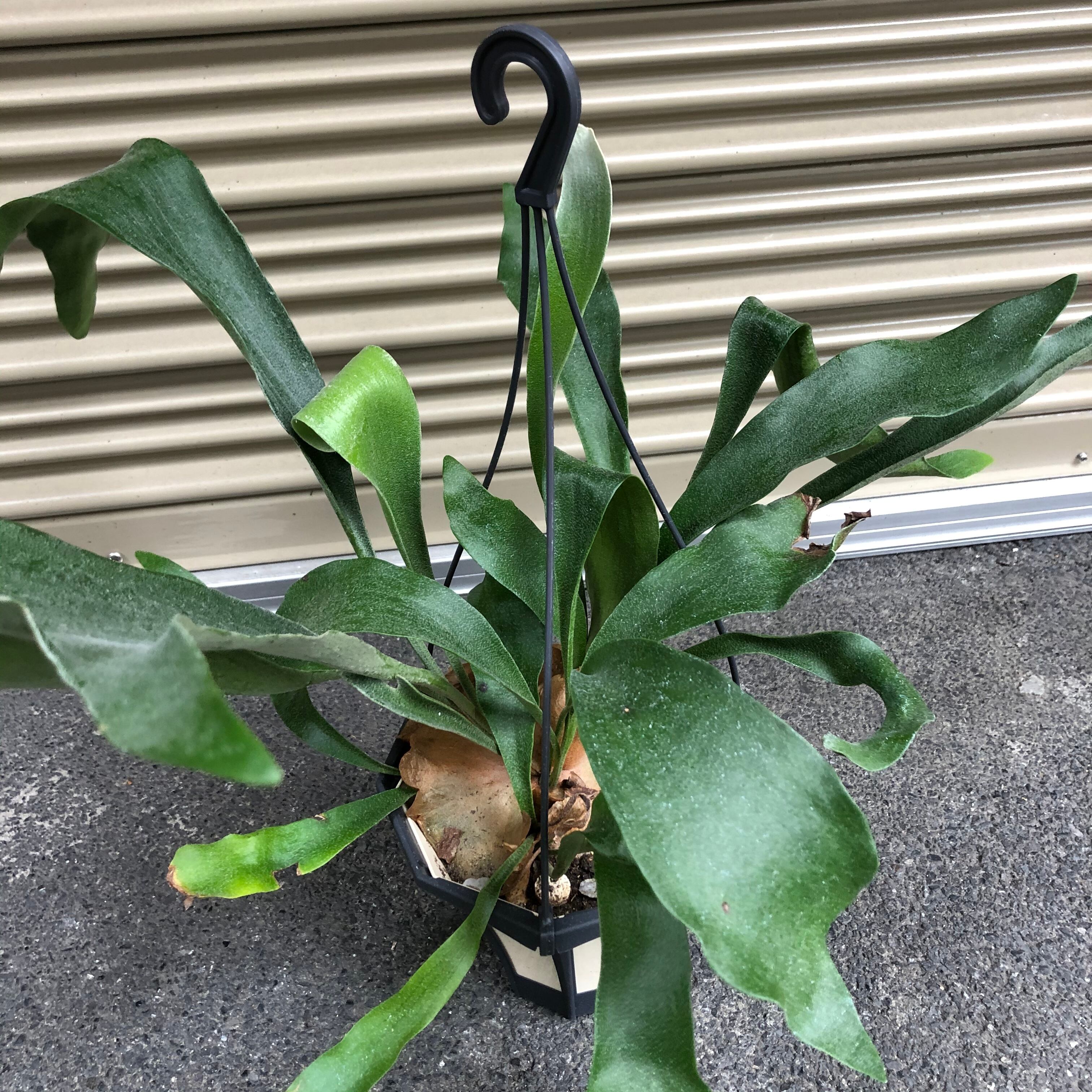 吊るし大サイズコウモリラン 植物 | endageism.com