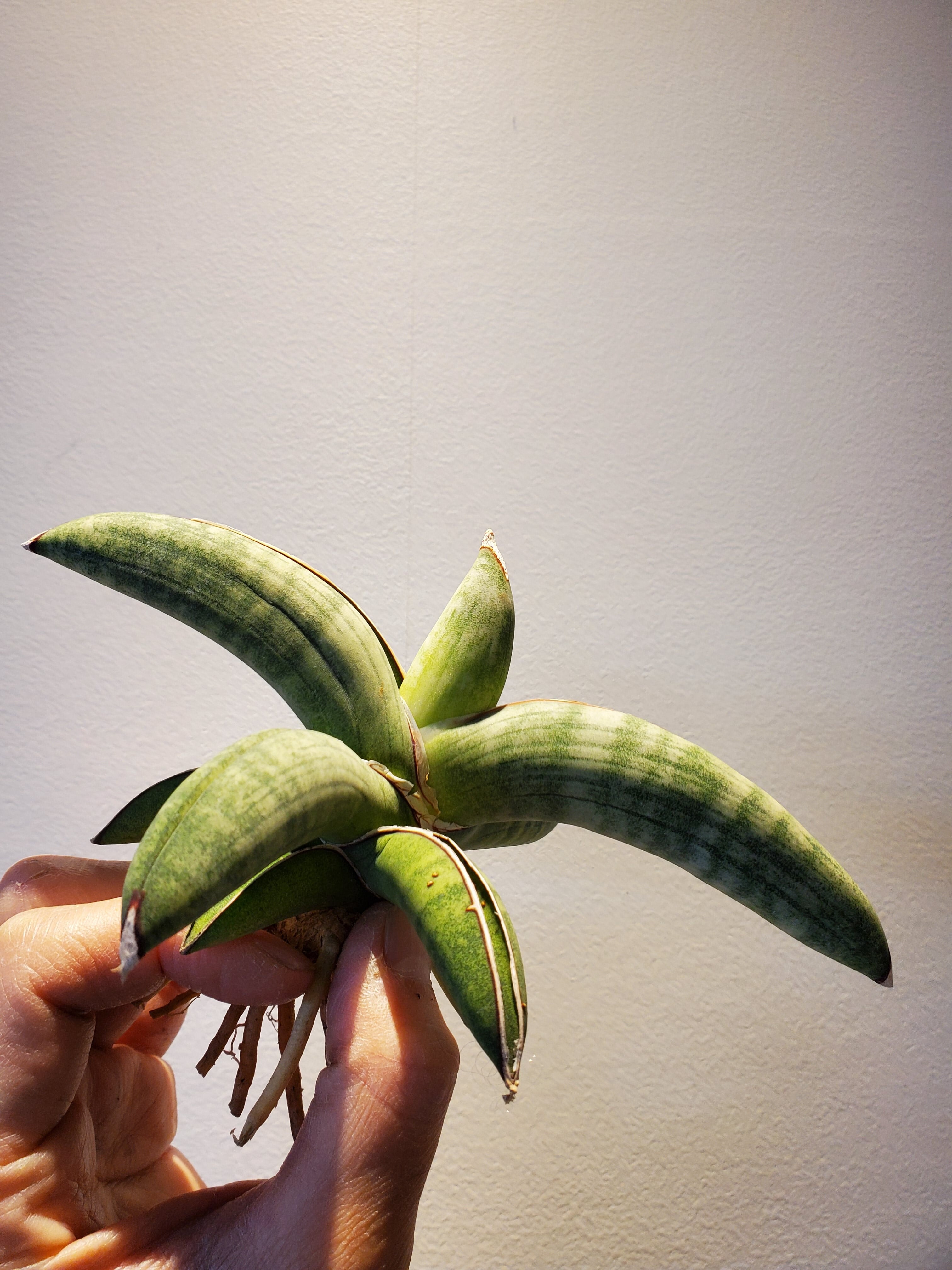 Sansevieria Eilensis【artPLANTs】サンスベリア/サンセベリア