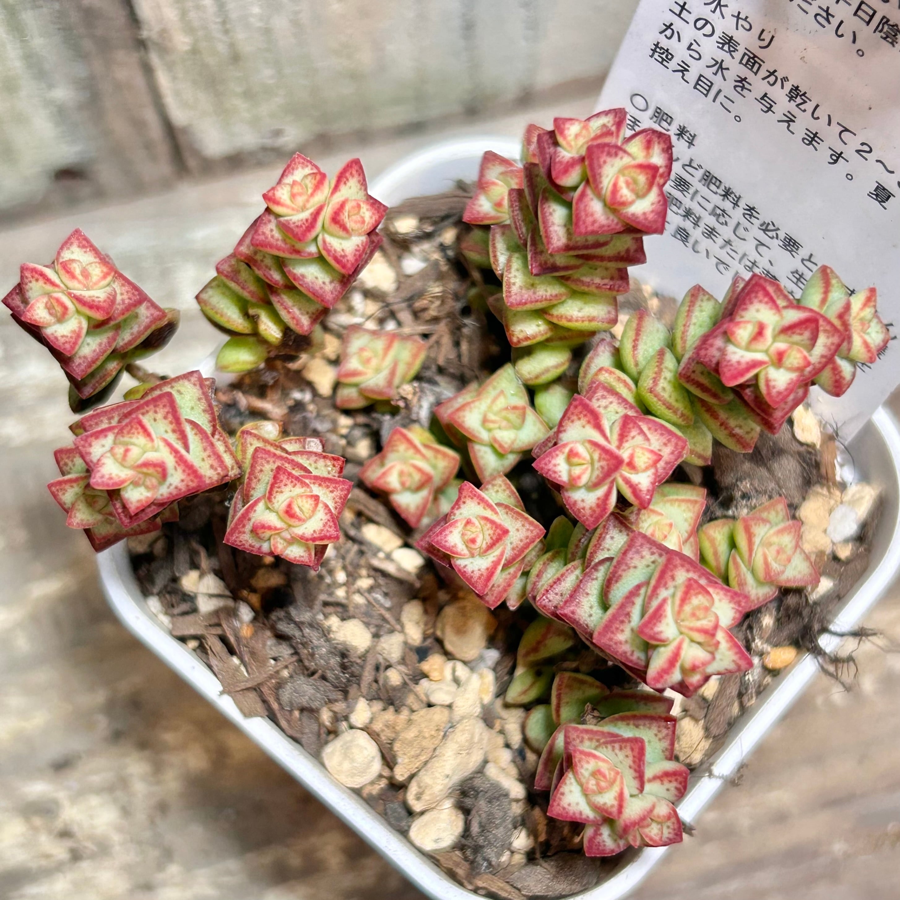 多肉植物 | RuPo 多肉植物専門店
