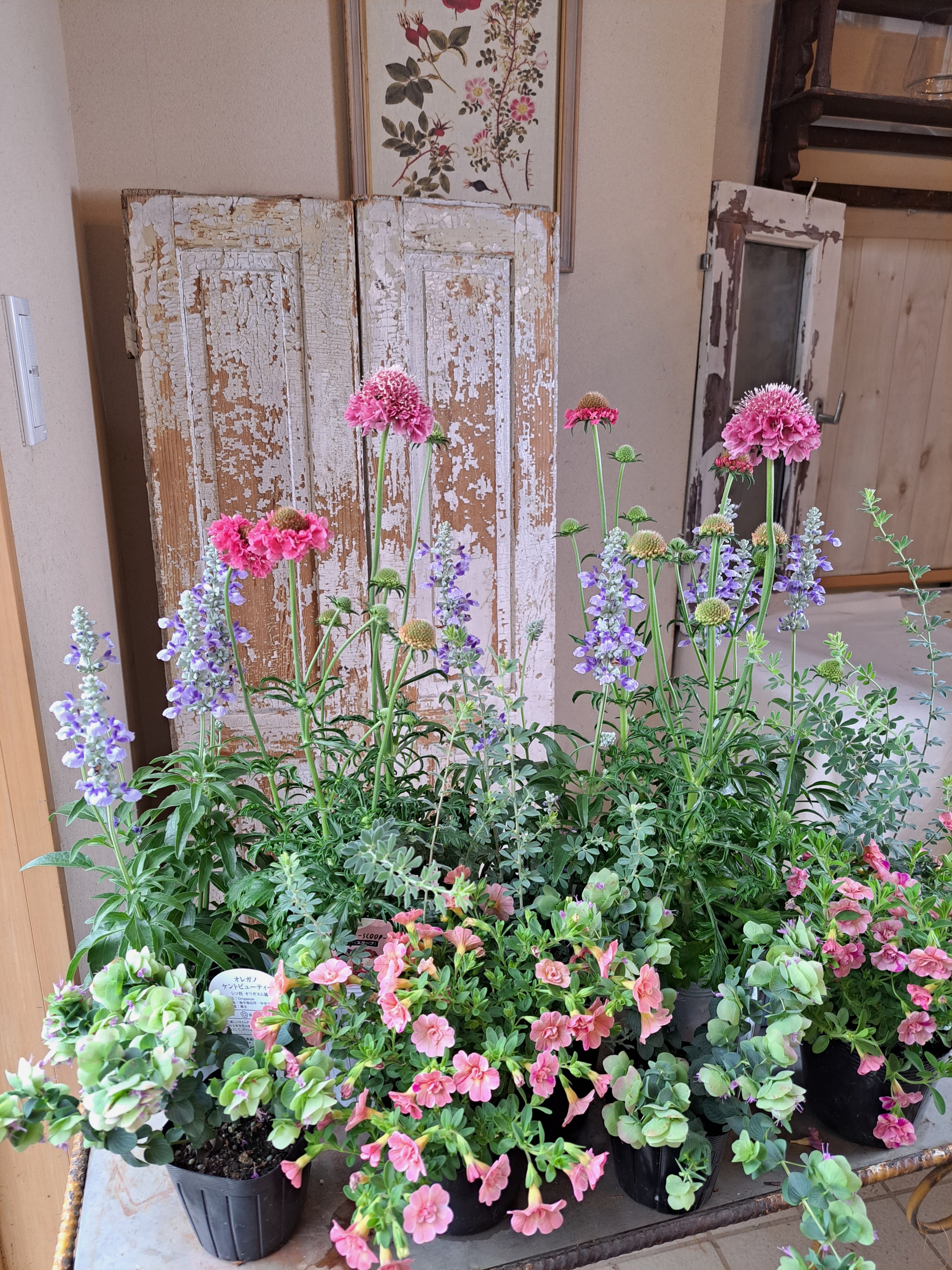 スカビオサスクープ(明るいピンク)と八重咲きカリブラコアティフォシーピーチの花苗セット