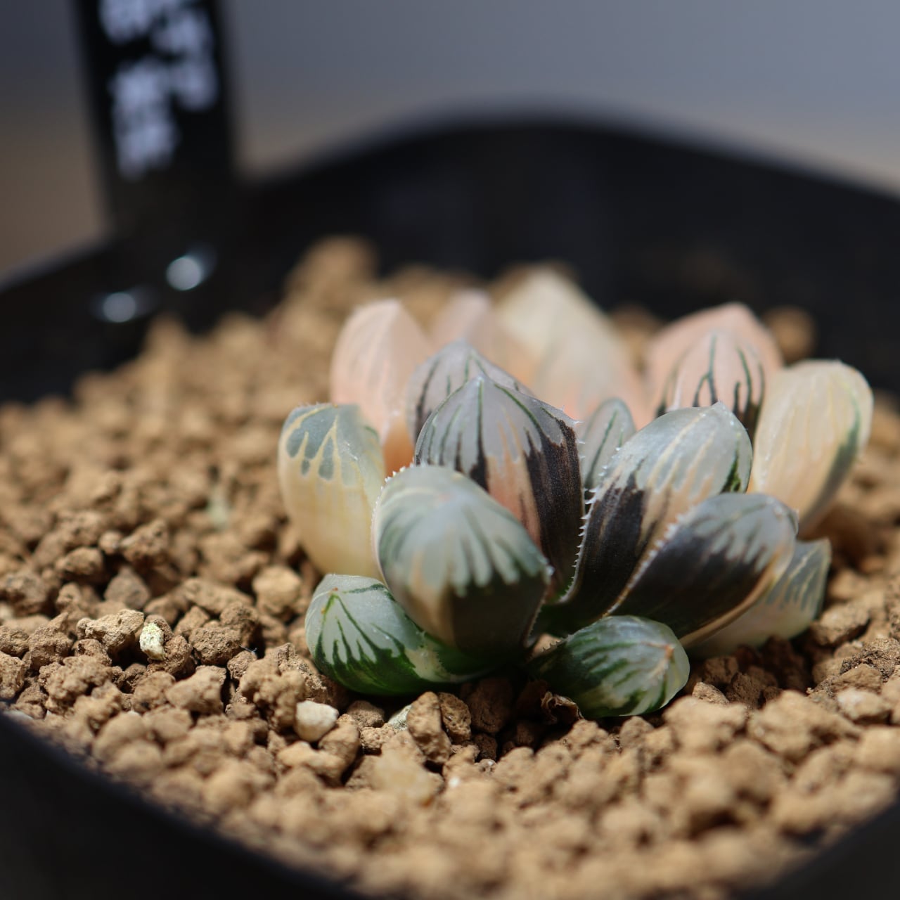 Top【選抜株】多肉植物　13190ハオルチア 北極の光　10個　鉢無し/脱土 723『ハオルチア 北極の恋』 観葉植物【送料無料】 | MARX PLANTS