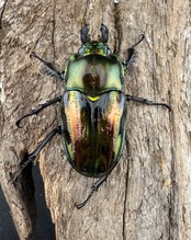 《ニジイロクワガタ 59mm ペア》