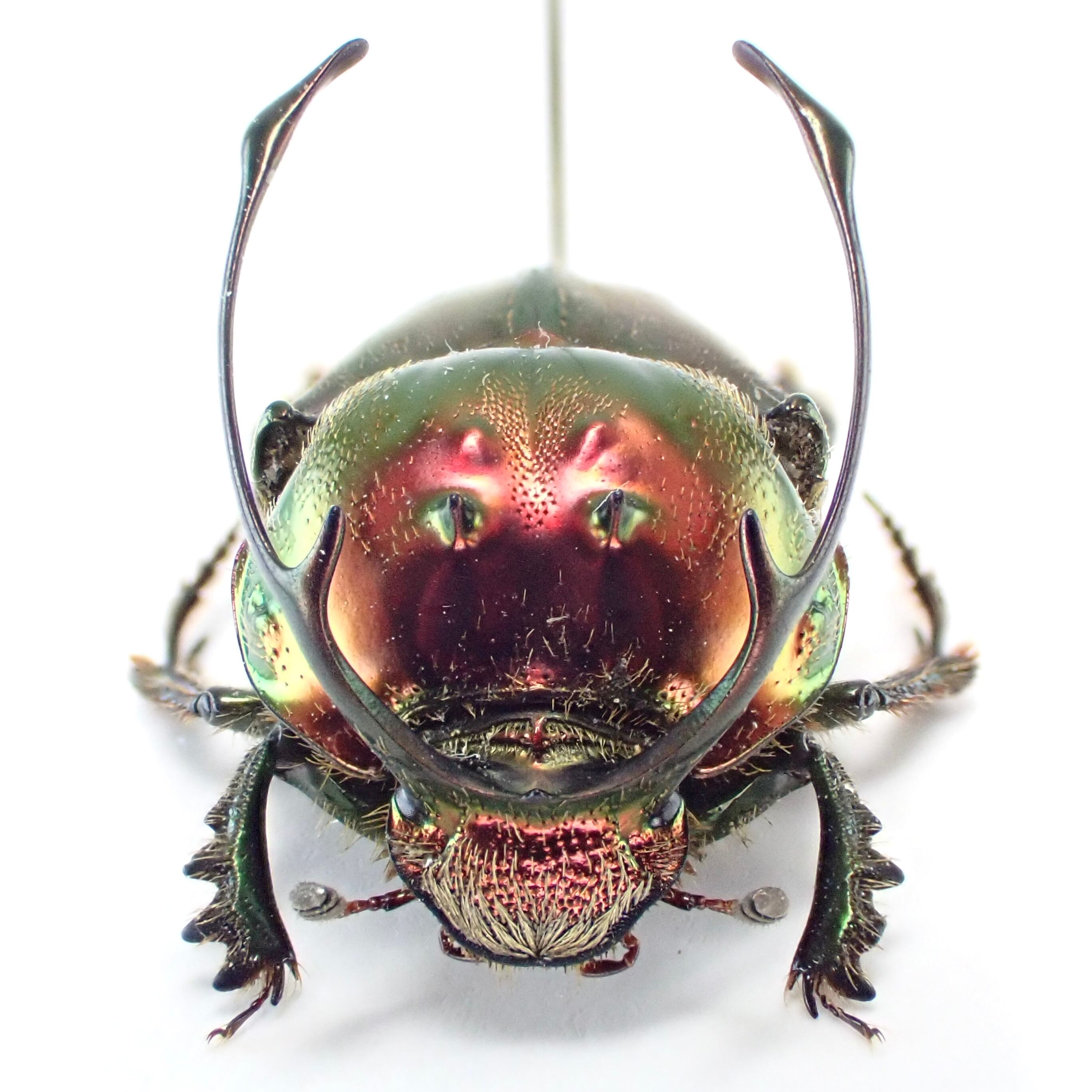 タンザニア産 Proagoderus rangifer ♂ 12mm XL | 昆虫標本 Diggers