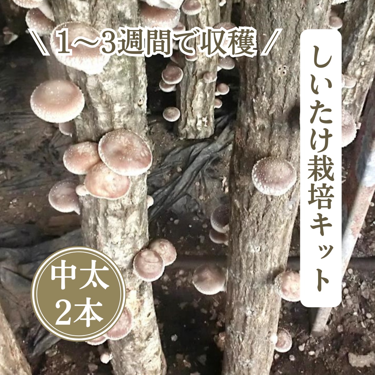 くぬぎ　ホダ木　9本　長さ約35cm 駒打ち完了　原木しいたけ　即日植菌 b27b8dd3f92f0118bfd31ba847a9e2