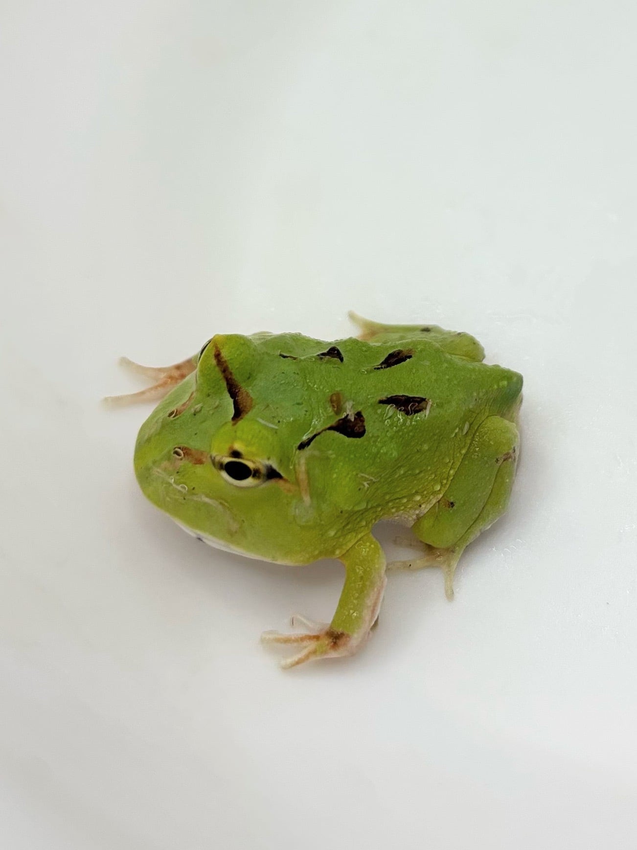 クランウェルツノガエル アプリコット ① クランウェルツノガエル | ひごペット(スマホ):近畿一円 ペット