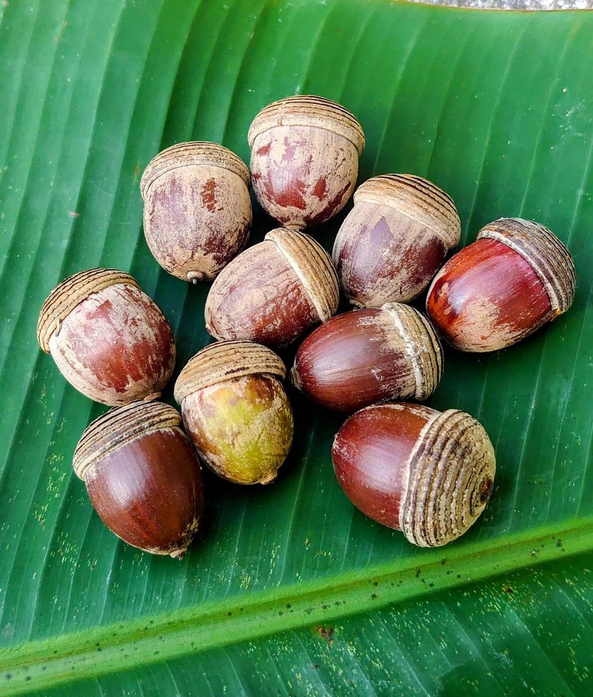 日本一大きいどんぐり！沖縄ウラジロガシの実 | ADAN OKINAWA アダン