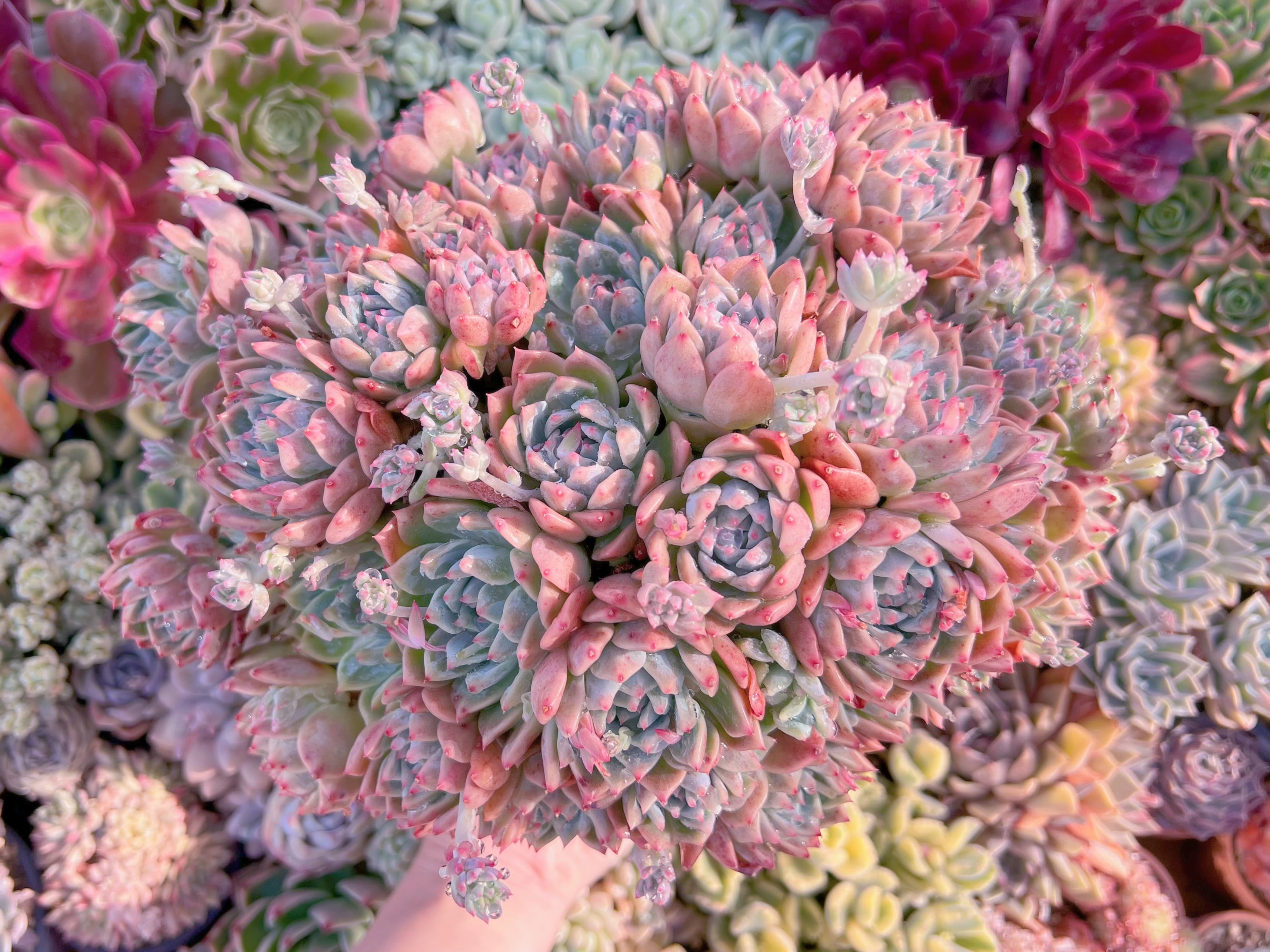 現品　霜花#029　last one 特特大群生　新入荷　るる農園