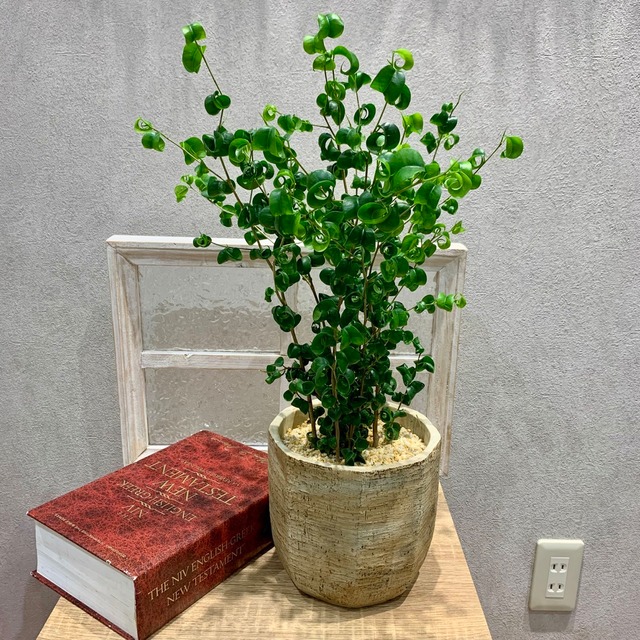 一点もの【フィッカス・バロック】観葉植物｜クワ科｜ベンジャミン