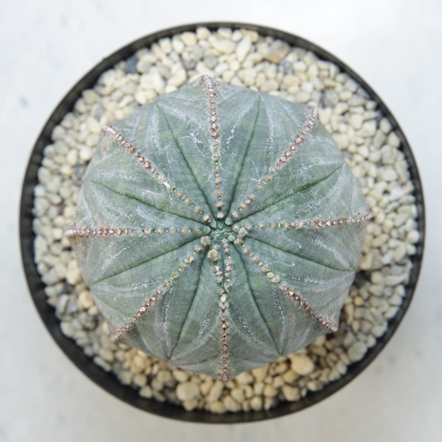 木質化 まん丸 オベサ / ユーフォルビア | LIGHTHOUSE.PLANTS - 海外