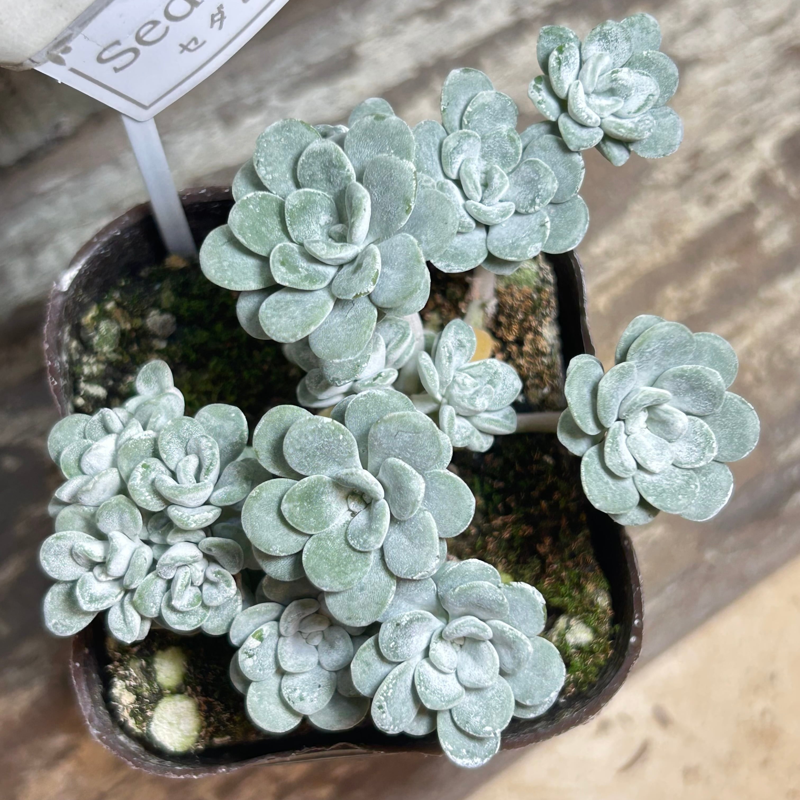 姫秋麗 | RuPo 多肉植物専門店