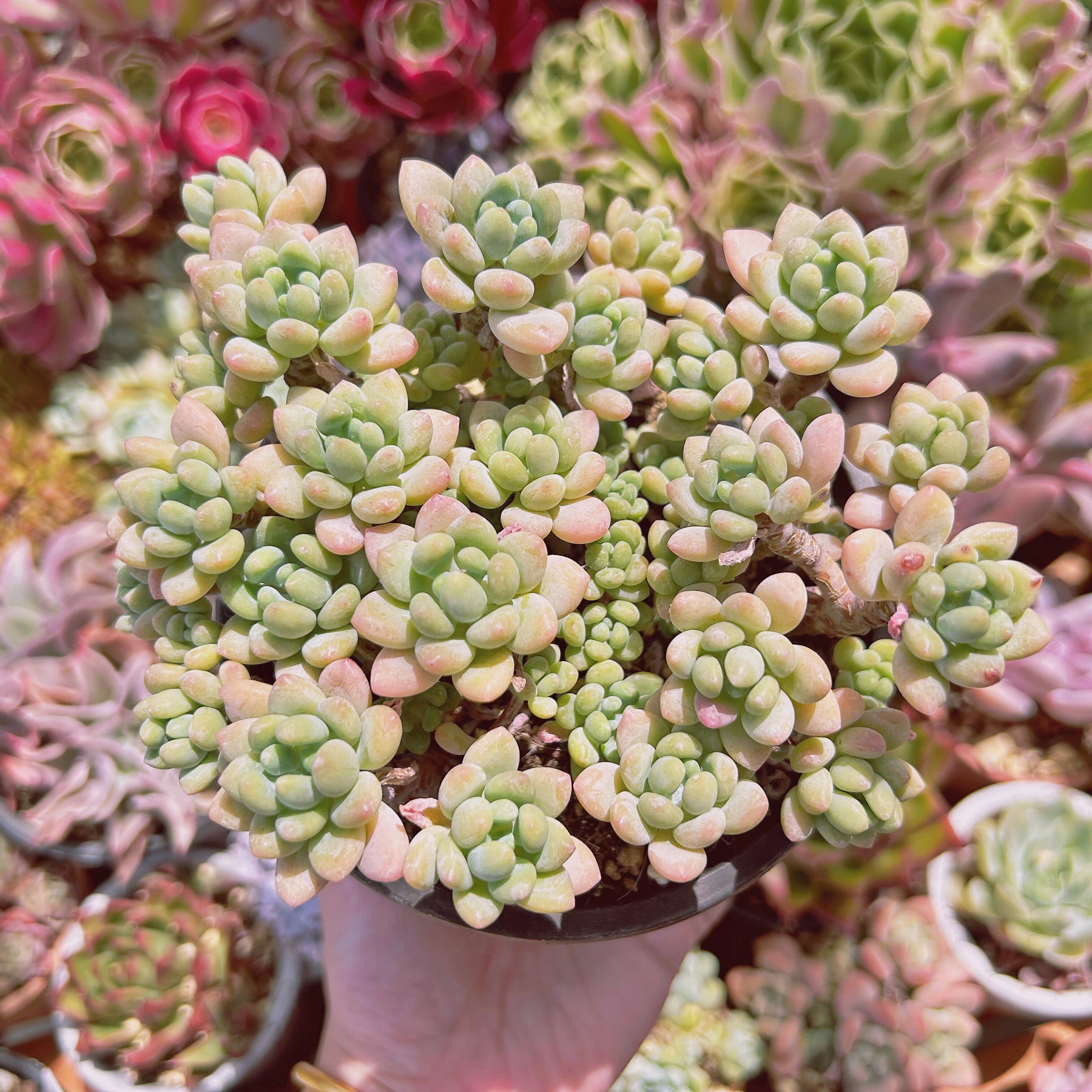 #1122現物　多肉植物　古株　ロココ　特大　