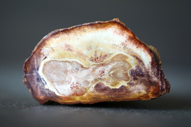 珪化木 ペトリファイドウッド Petrified Wood 1211~1216