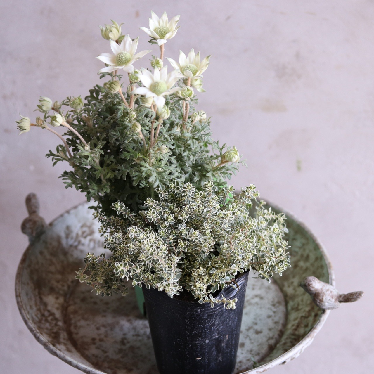 mondimanche お花　フランネルフラワー　天使のウィンク｜　宿根草　切花に使える　植えると優しい雰囲気になる