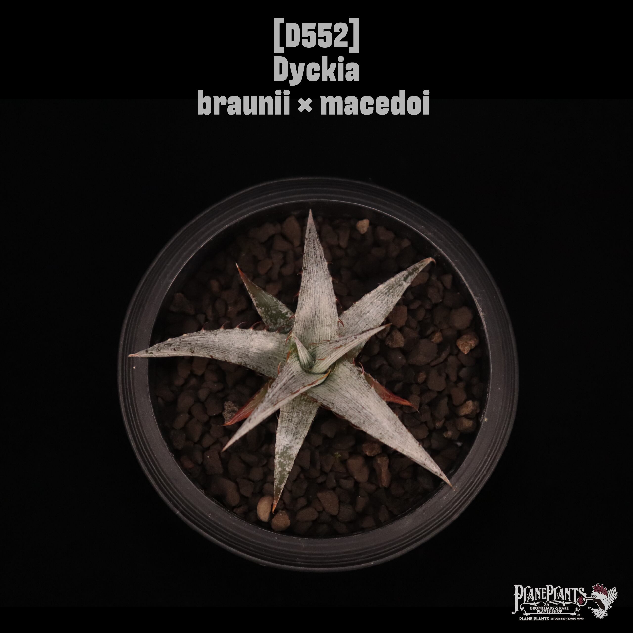 DBディッキア Dyckia Arizona x BS small #118 ⑴ DBディッキア Dyckia Arizona x BS small #118 ⑷
