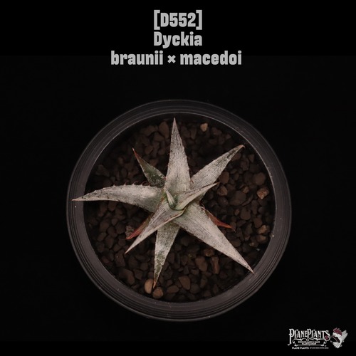 【送料無料】Dyckia braunii × macedoi〔ディッキア〕現品発送D552