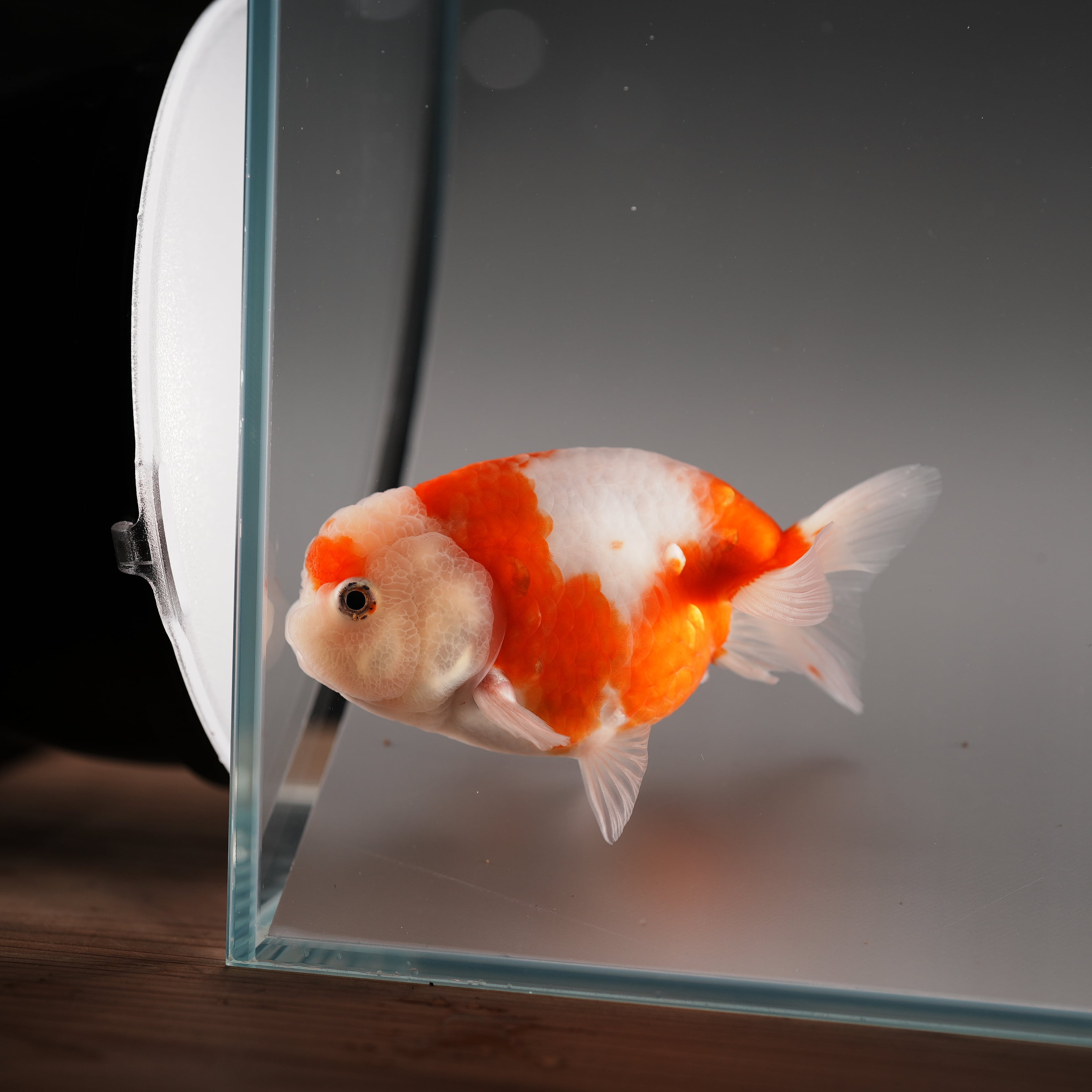 桜錦 20240607i | 極光金魚展 桜錦 20240607i | 極光金魚展