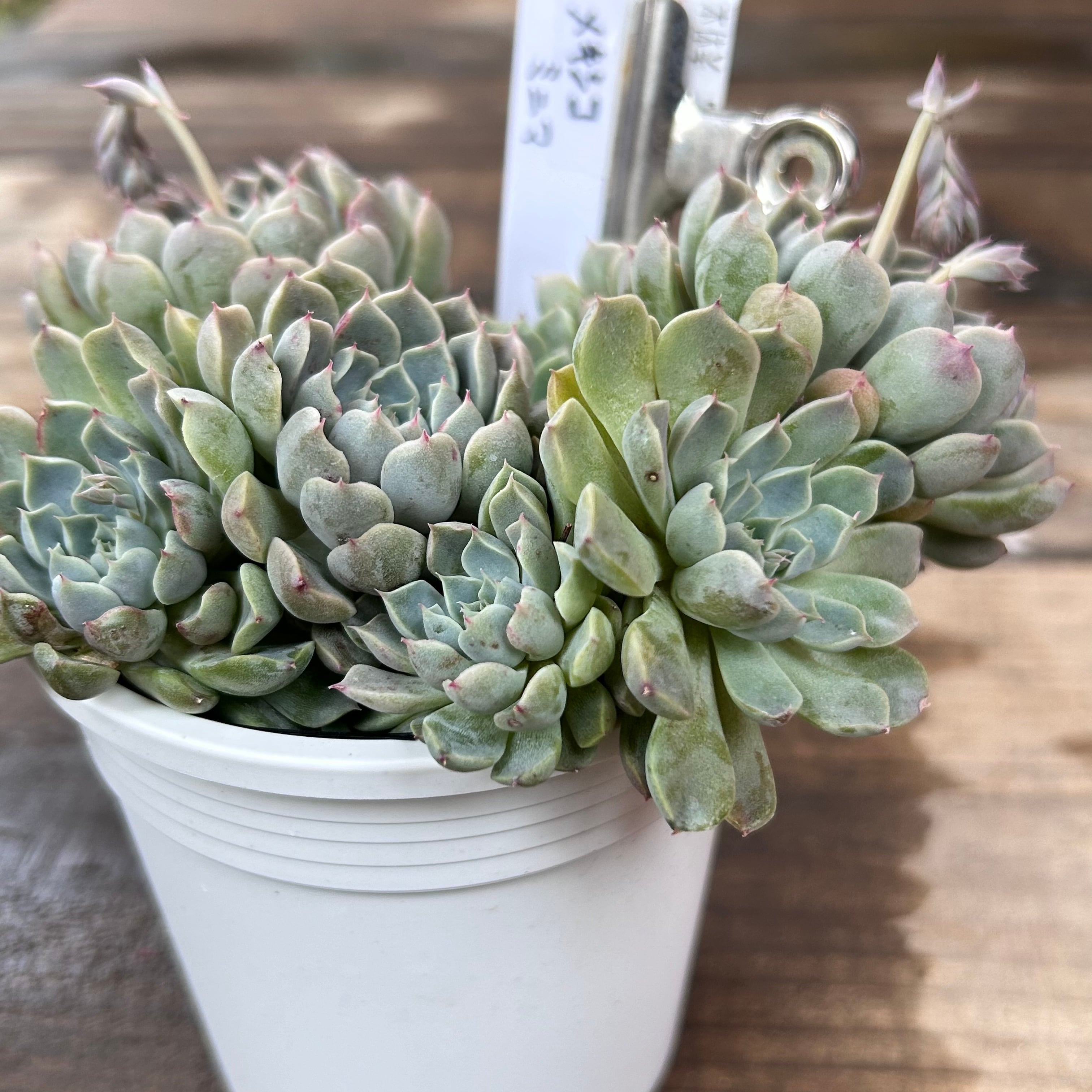 メキシコミニマ | RuPo 多肉植物専門店