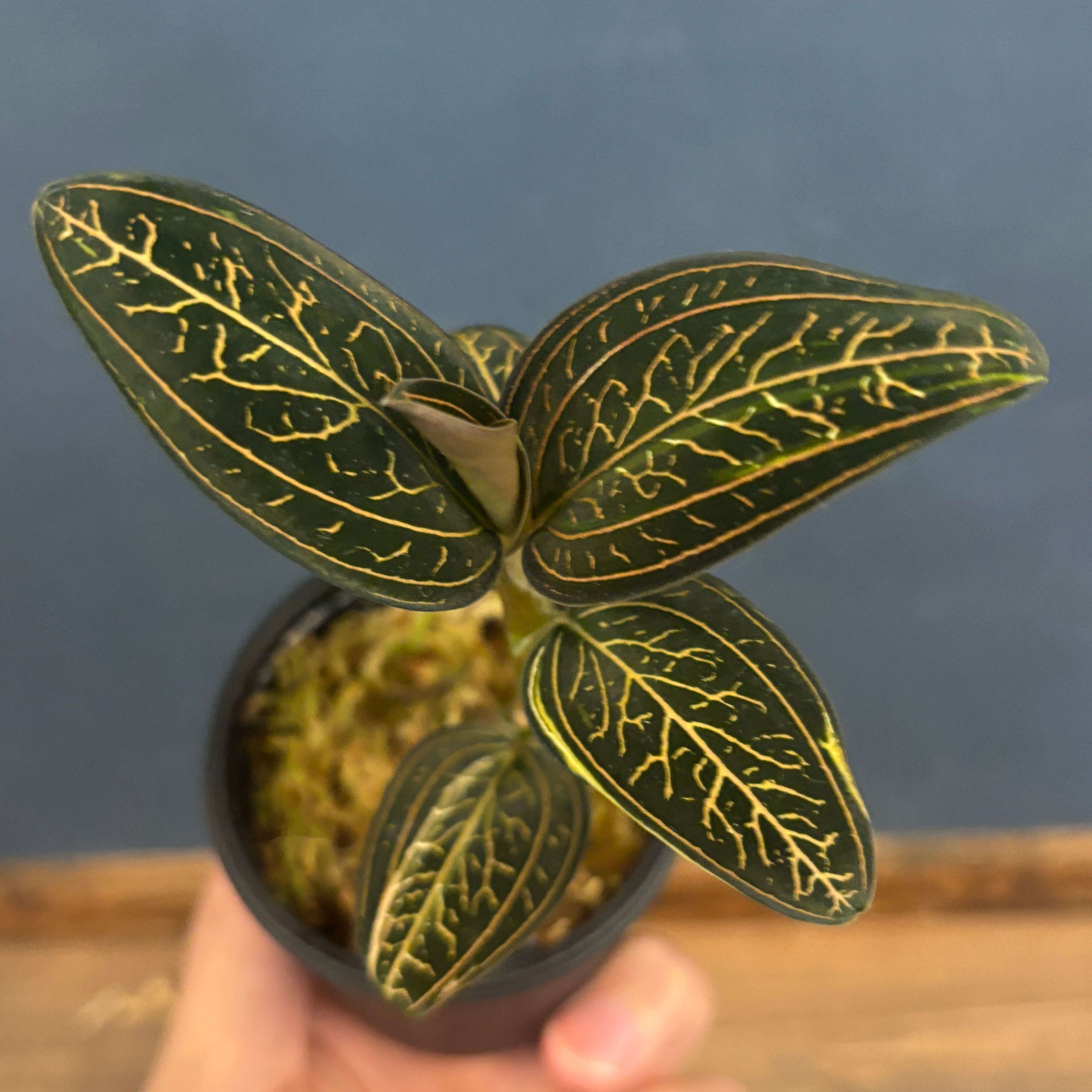 ジュエルオーキッド ルデシア ディスカラー ちょい斑【279】