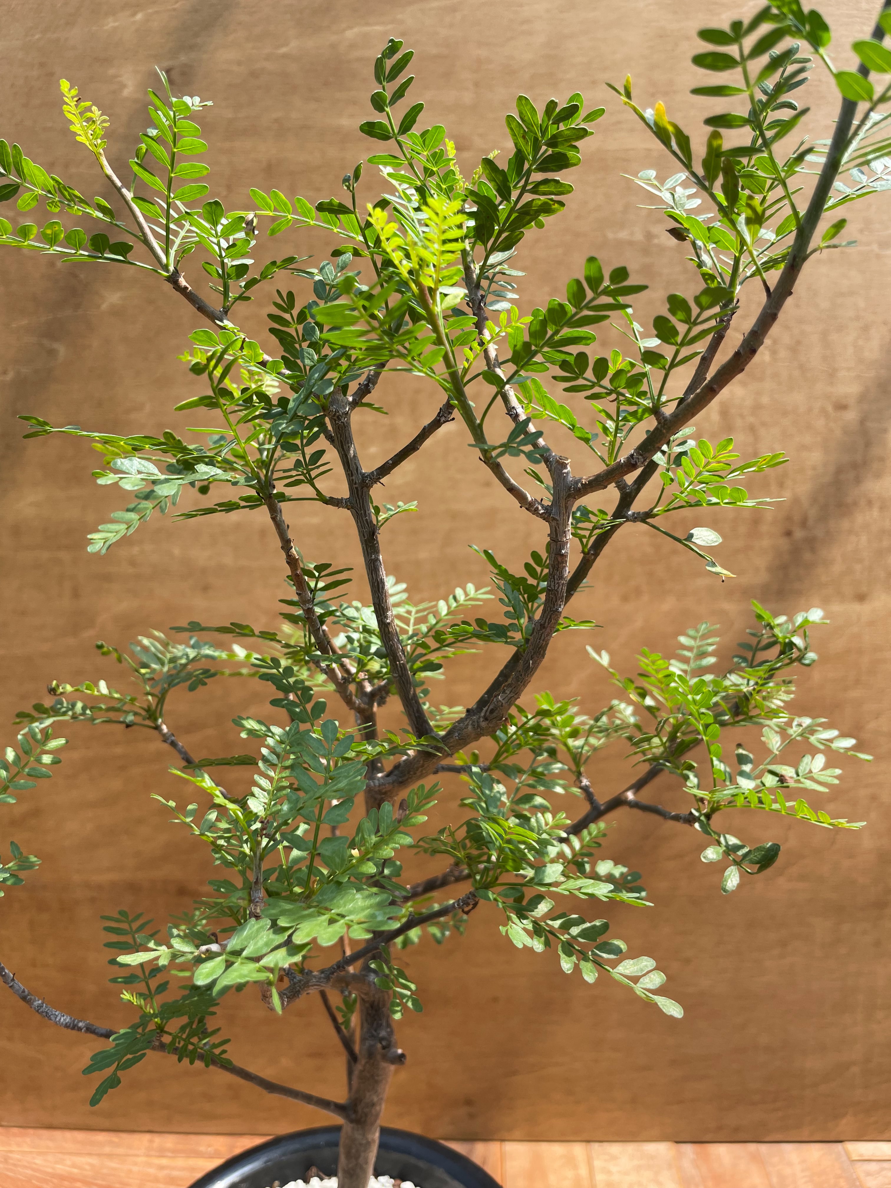Bursera microphilla【ブルセラ・ミクロフィラ・実生】 | RIMO'S GREEN
