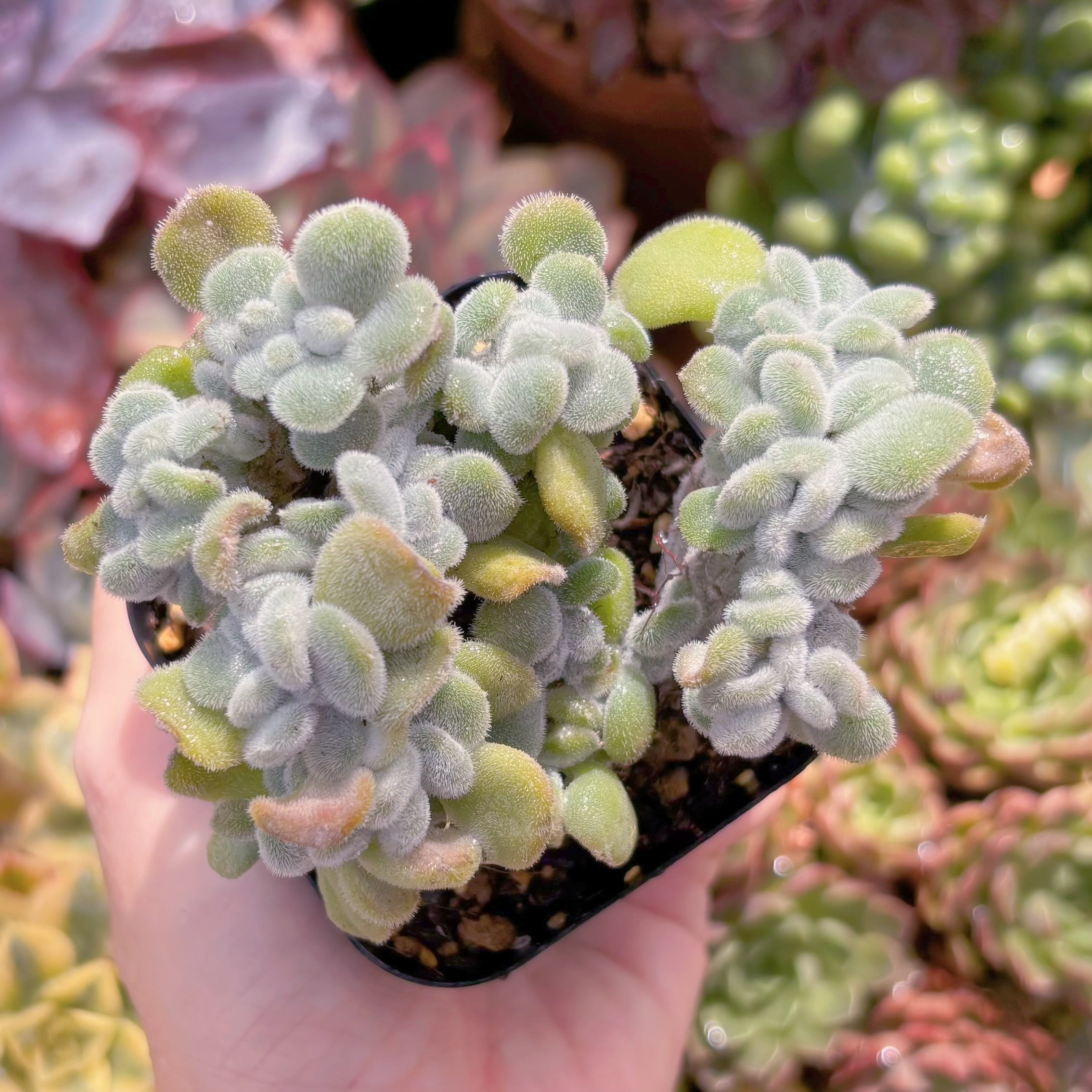 現品　雪錦星#3015　るる農園