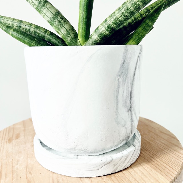サンスベリア ボンセレンシス 大理石風 陶器鉢仕立て calm cafe