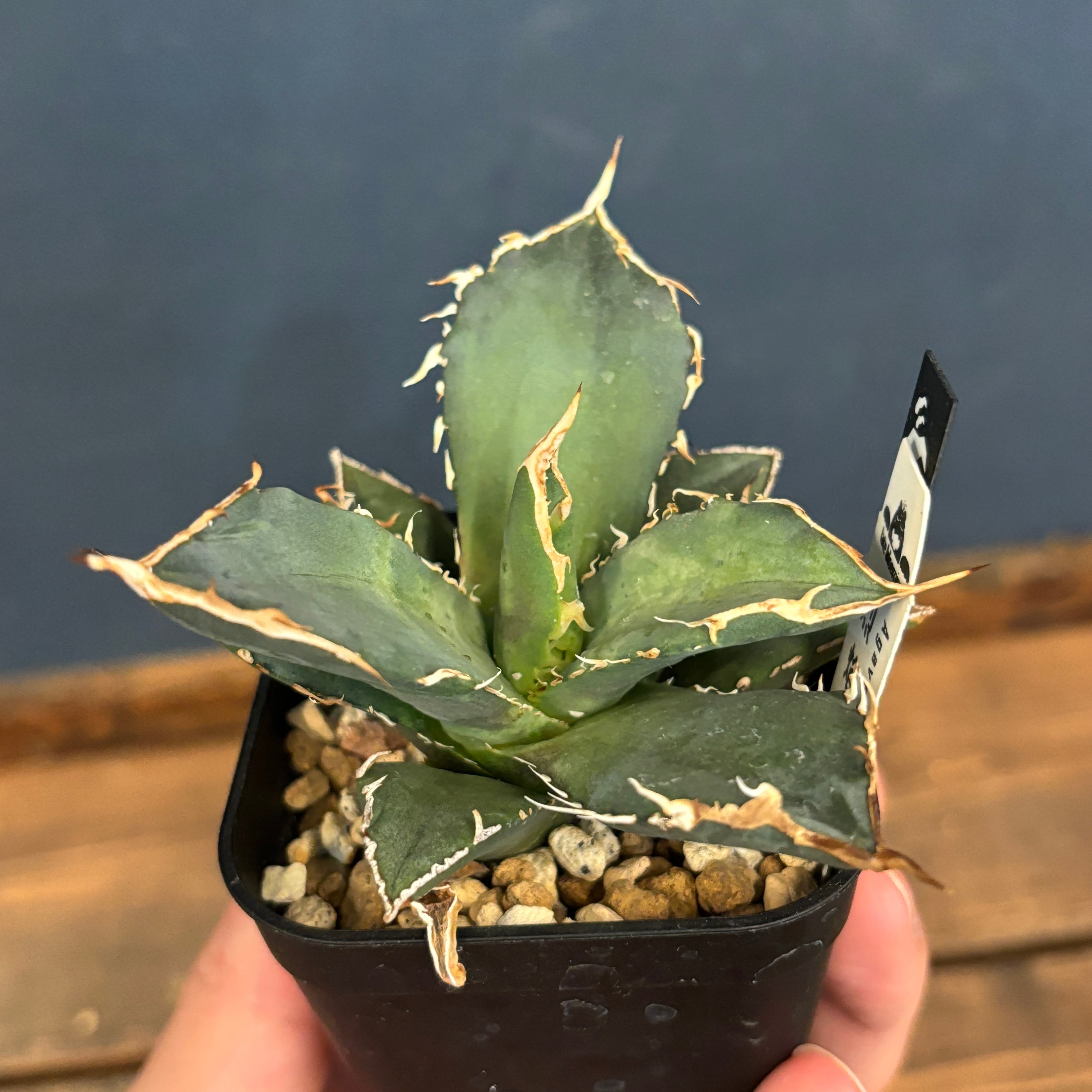 アガベ チタノタ 烈焔 アガベ チタノタ 烈焔【966】 | PROTOLEAF プロトリーフ