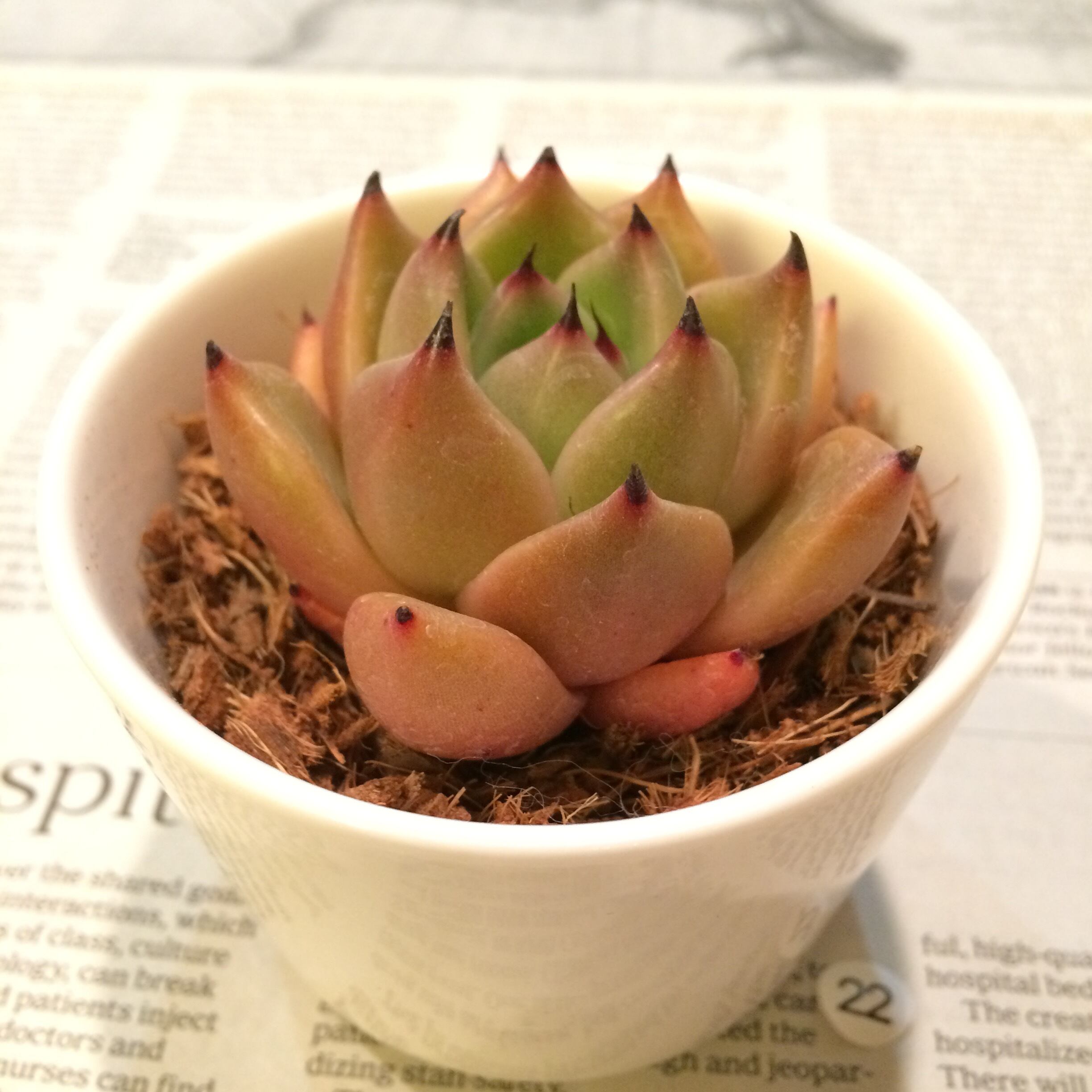 多肉植物 エケベリア コロー Echeveria Corot Hyb No 22 季心庵 きしんあん