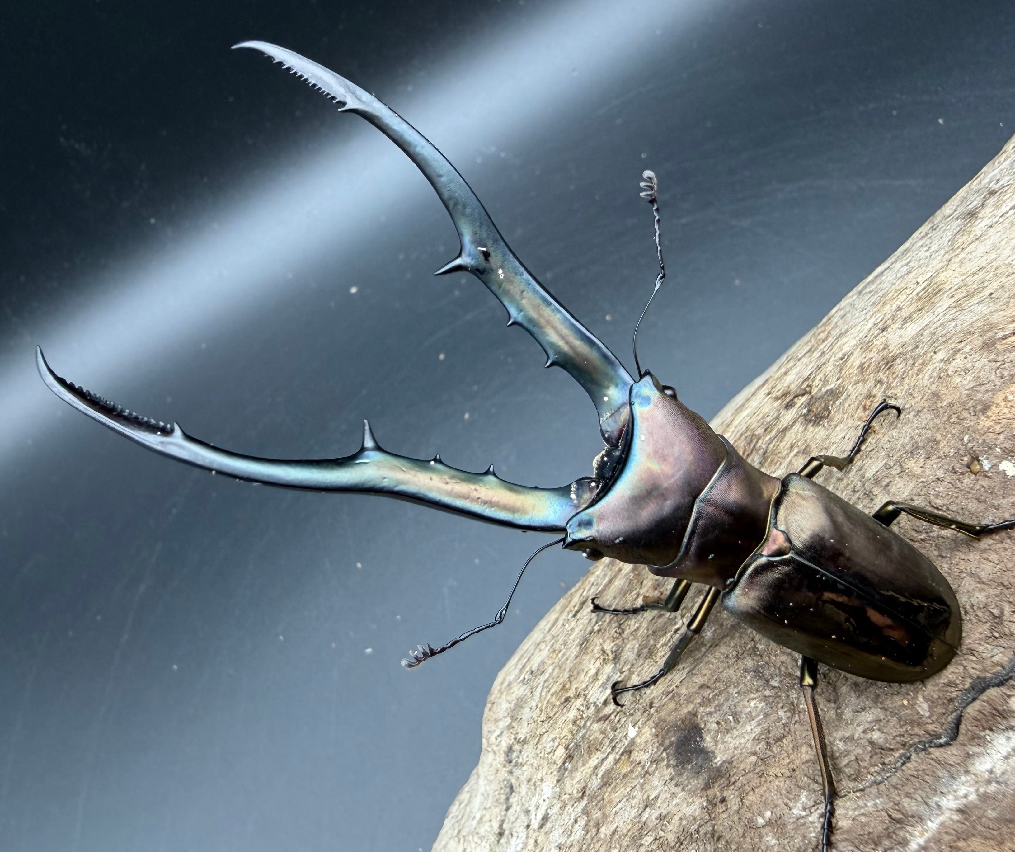 WD】アゴブルー系《メタリフェルホソアカ亜種フィナエ 89mm ペア