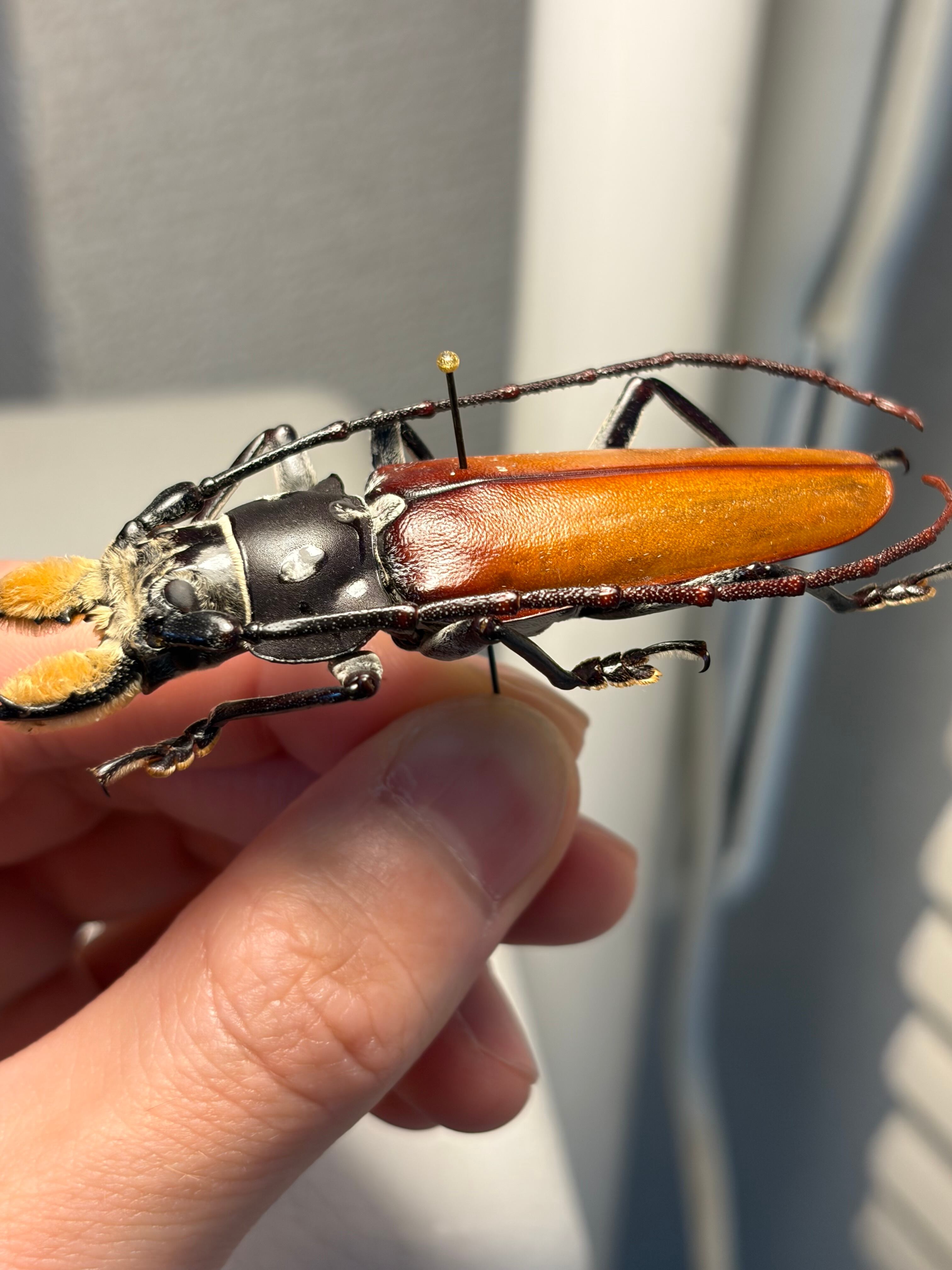 66mm】顎が剛毛なアラゲオオウスバカミキリ 甲虫昆虫標本タランチュラ